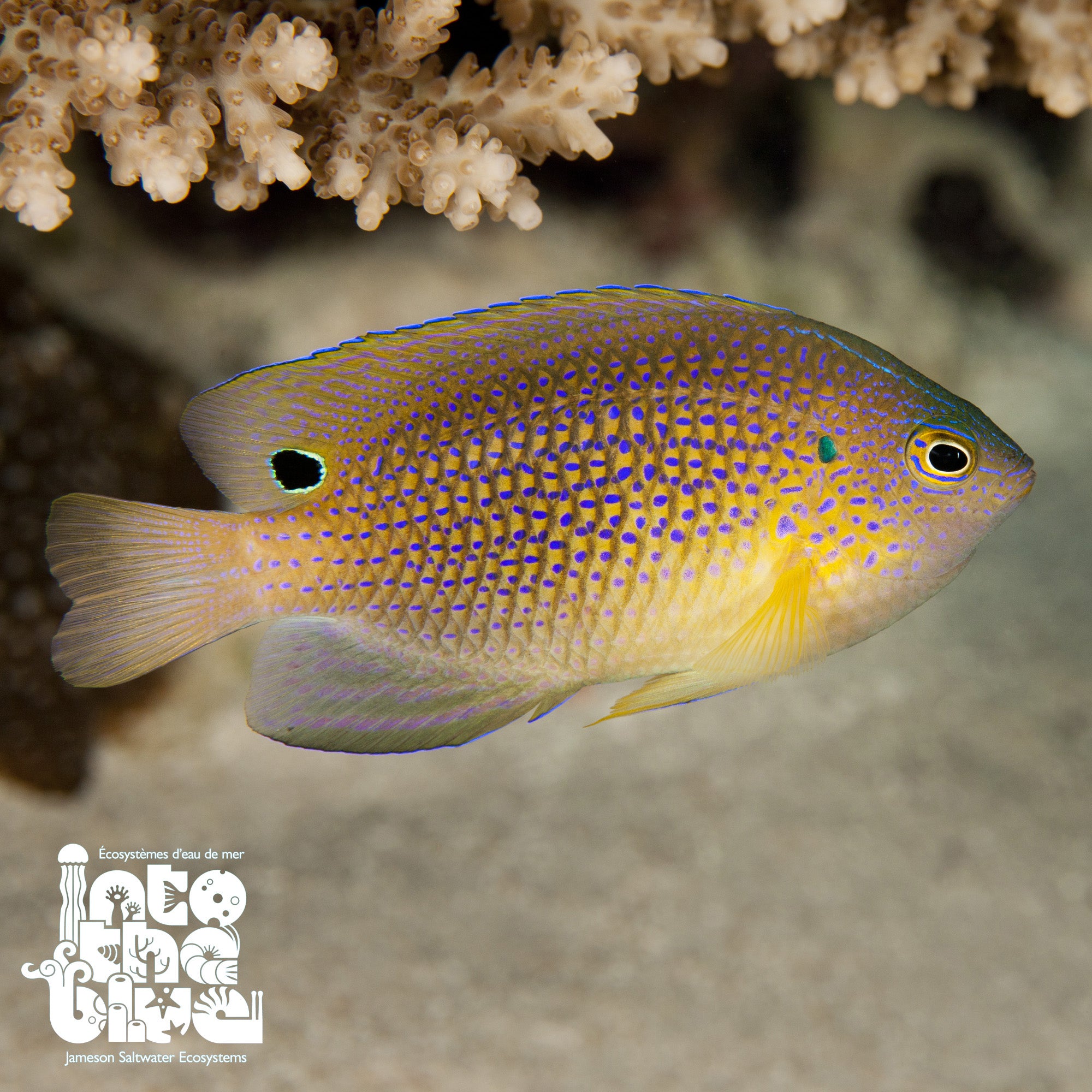 Princess Damsel / Ocellate Damsel