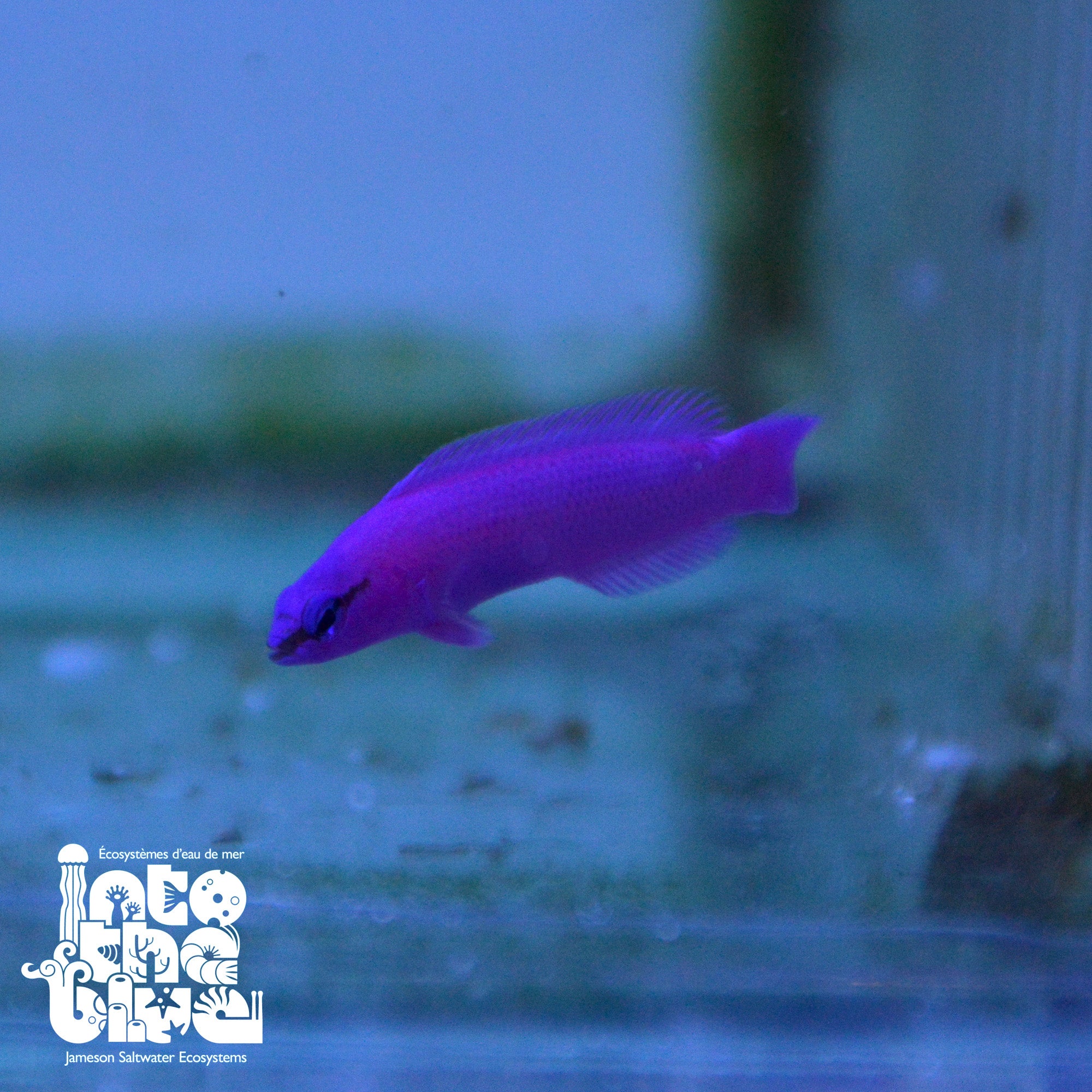 Orchid Dottyback