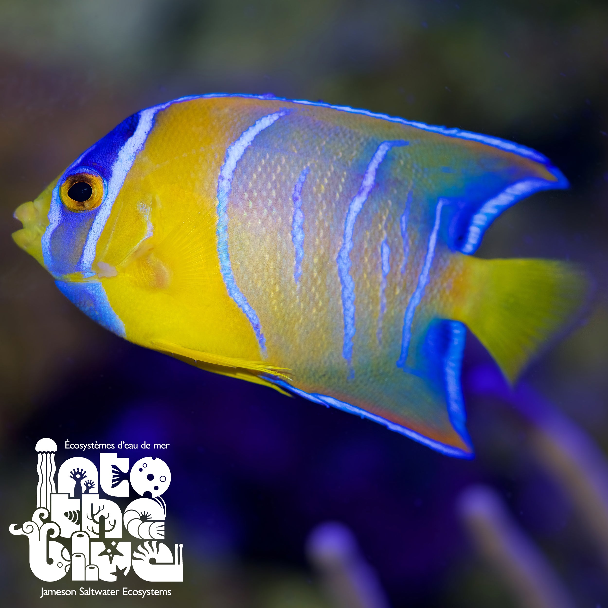 Queen Angelfish
