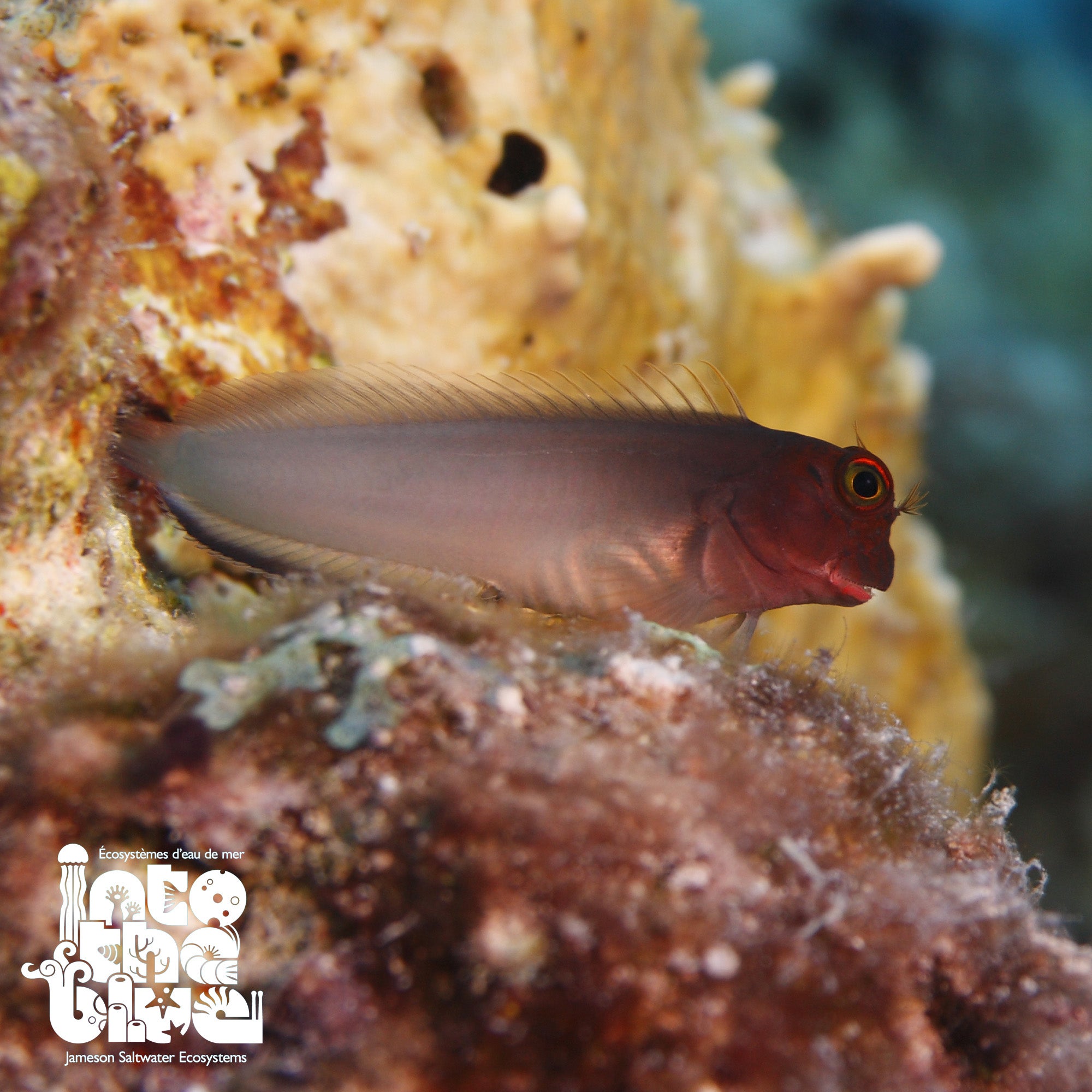 Red Lip Blenny
