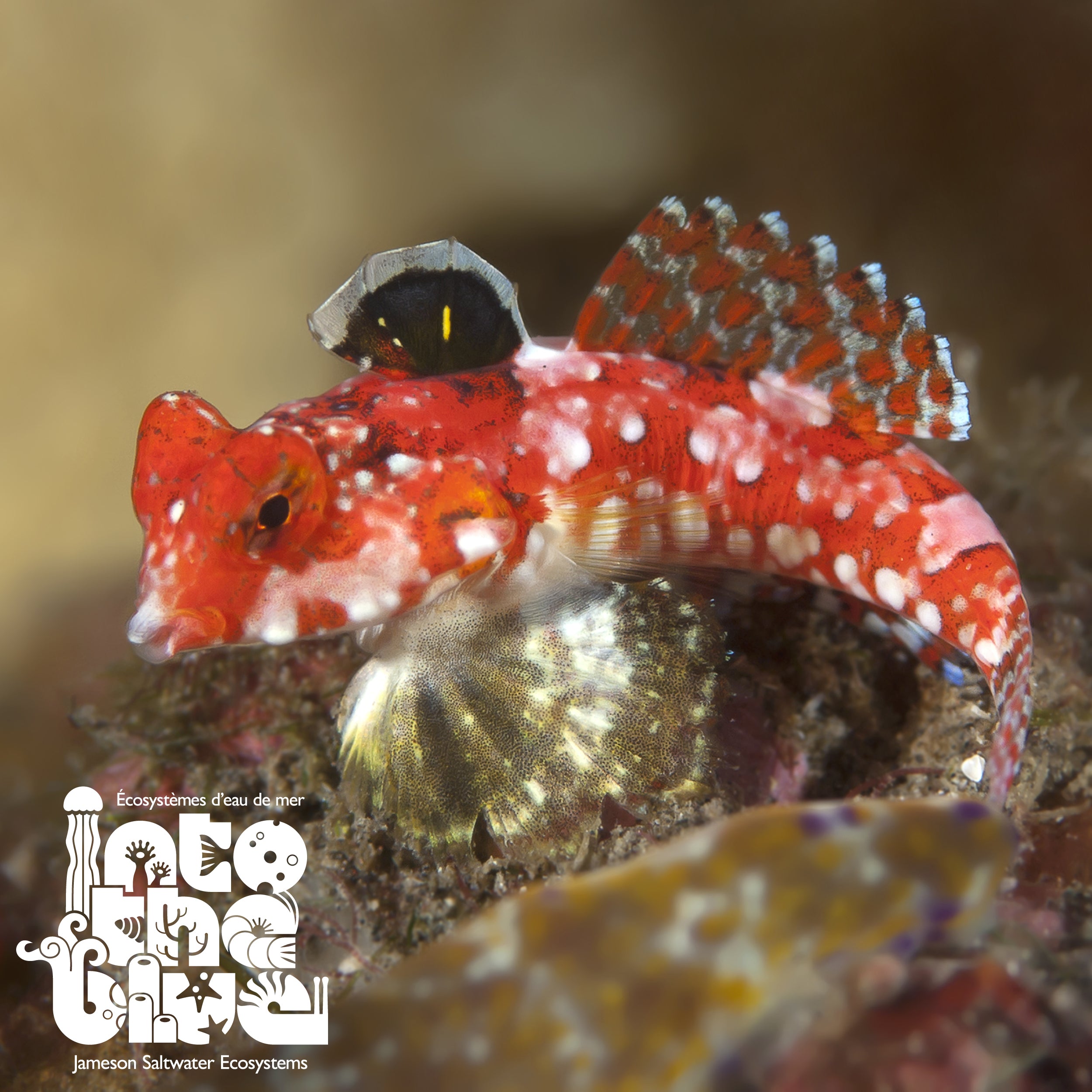Ruby Red Scooter Dragonet