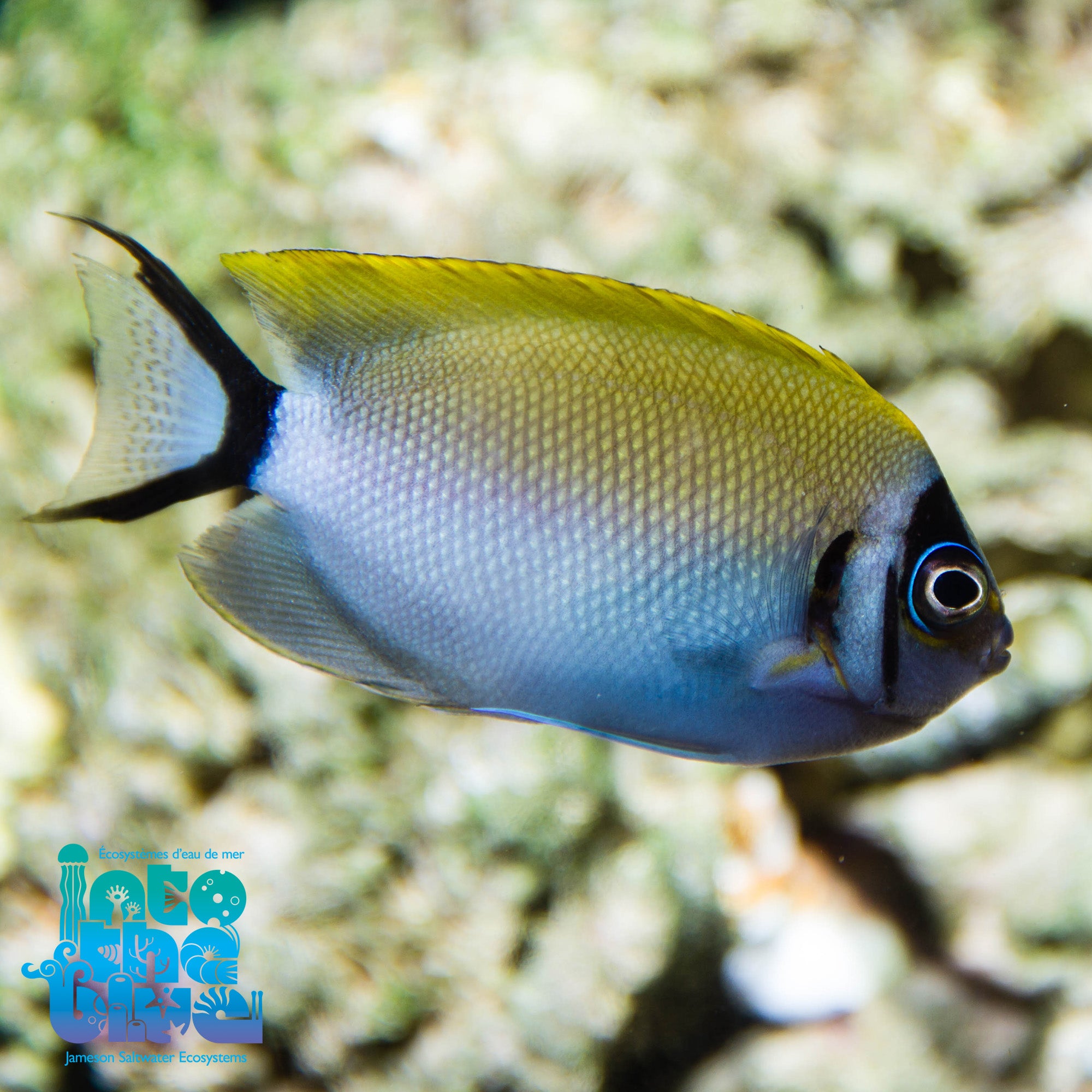 Red Sea Swallowtail Angel