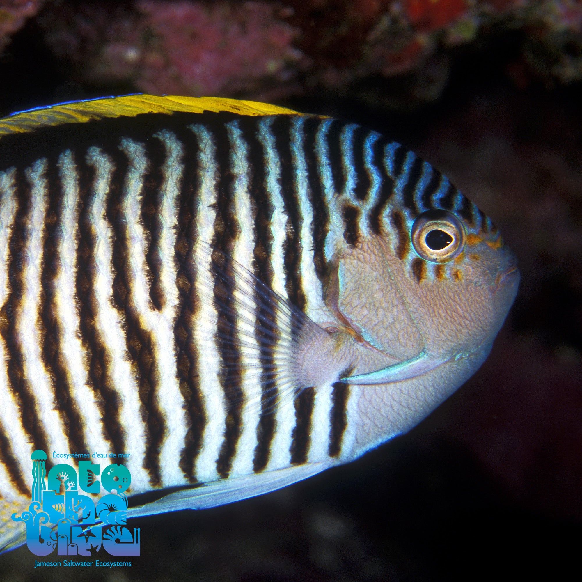 Red Sea Swallowtail Angel