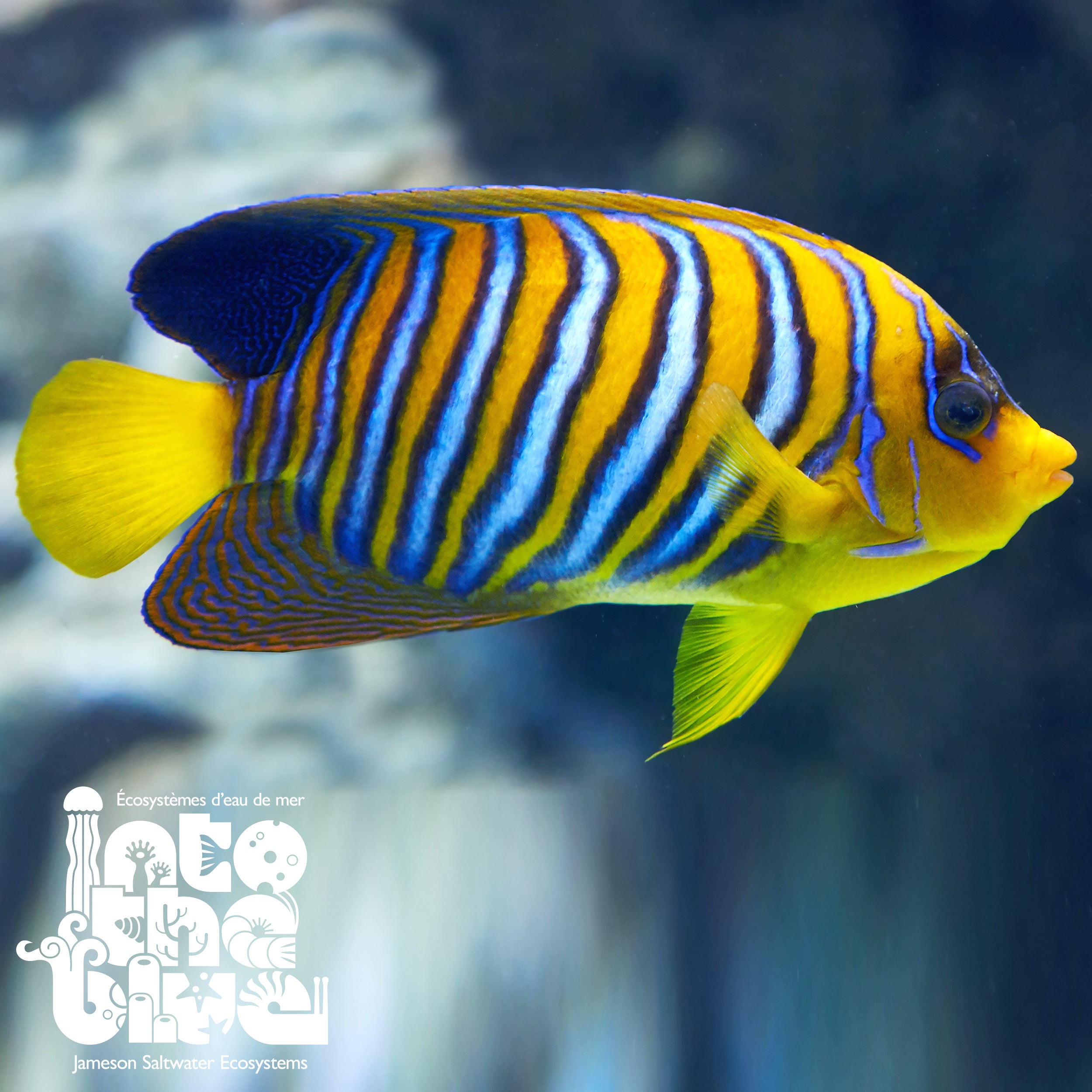 Regal Angelfish
