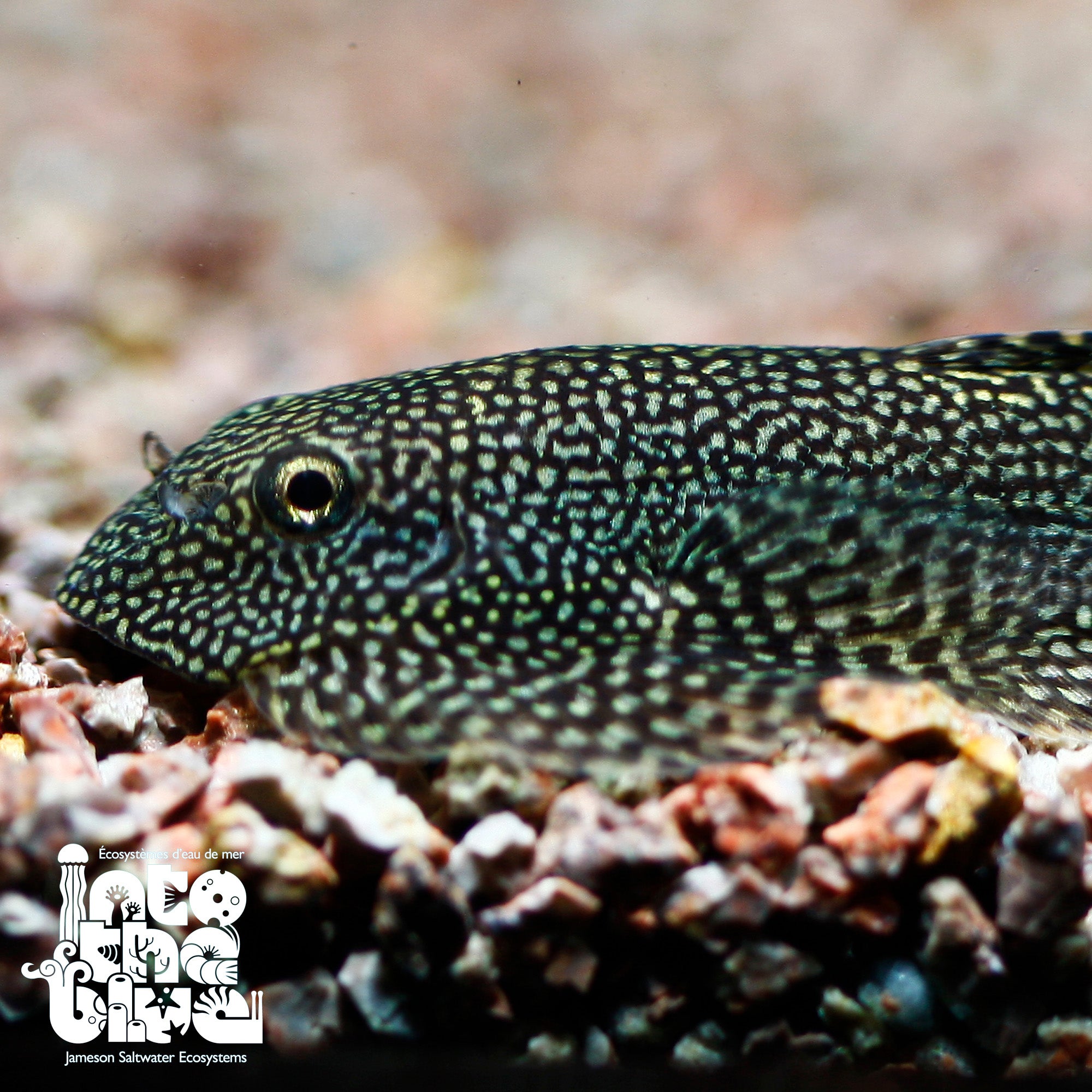 Reticulated Hillstream Loach