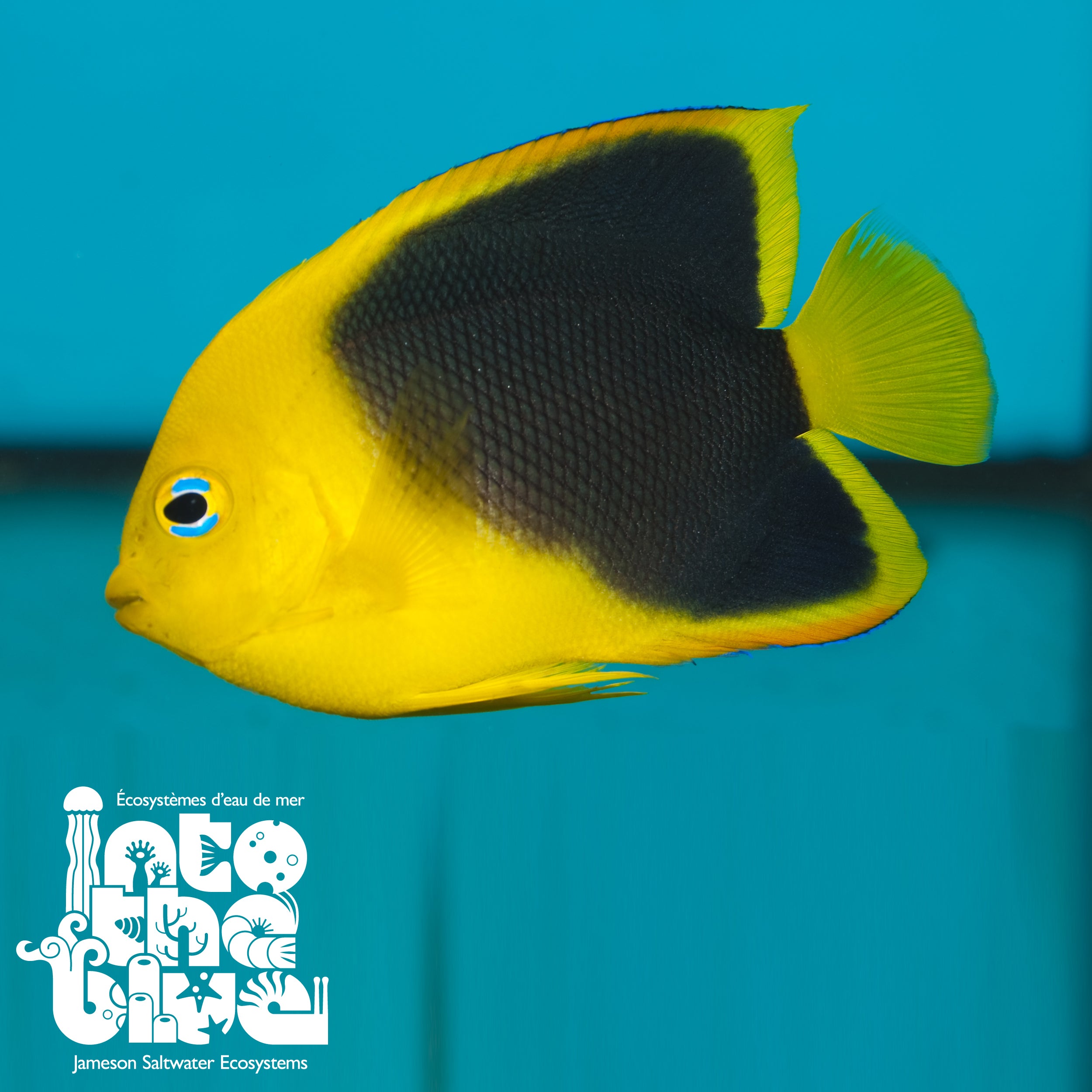 Rock Beauty Angelfish