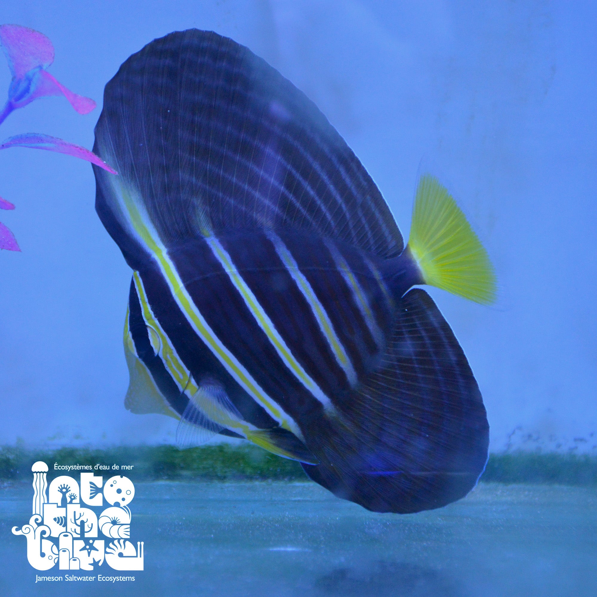 Sailfin Tang