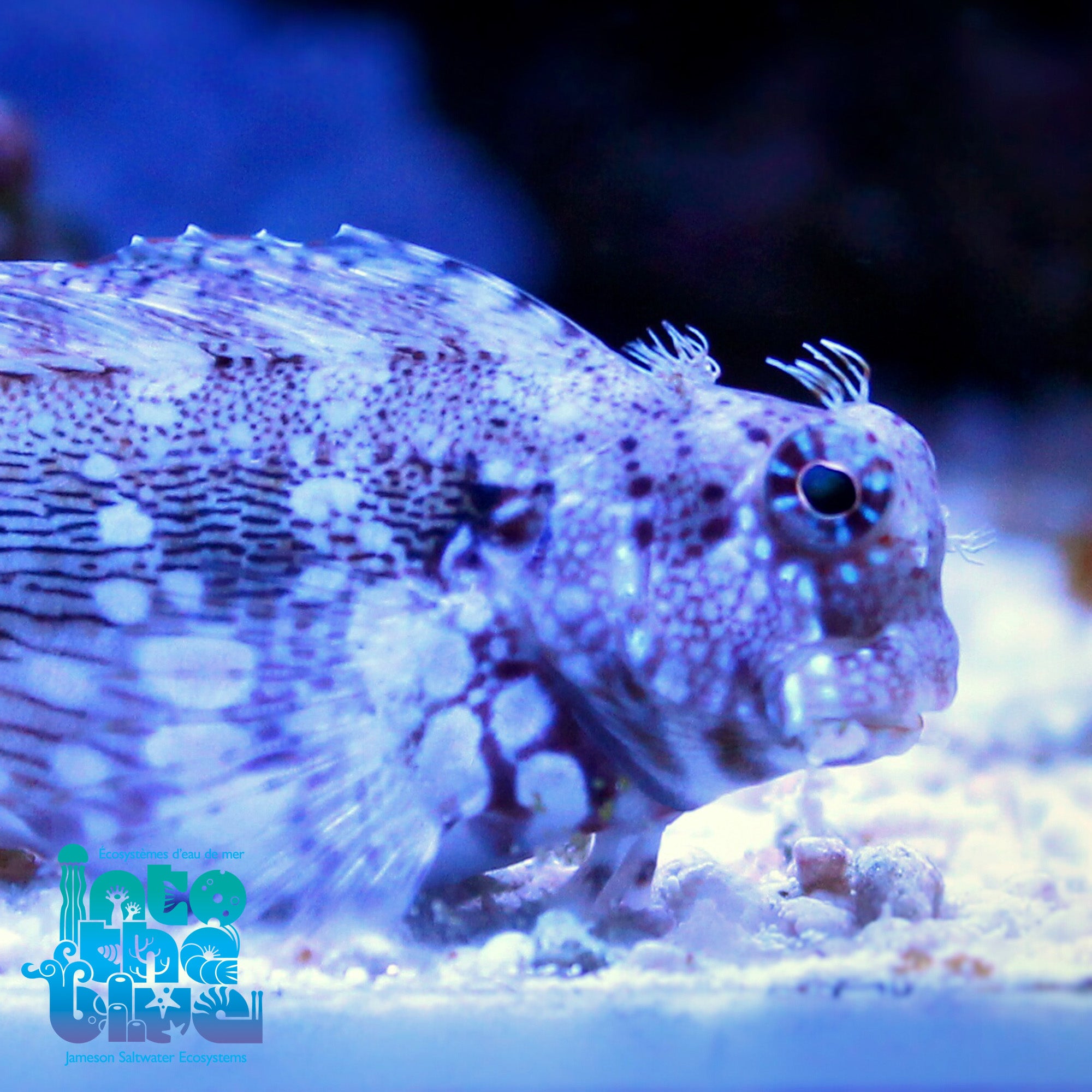Lawnmower Blenny