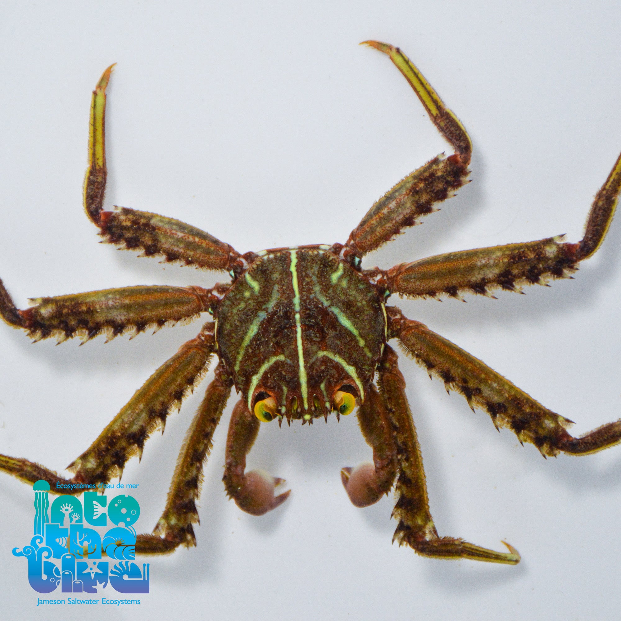 Sally Lightfoot Crab