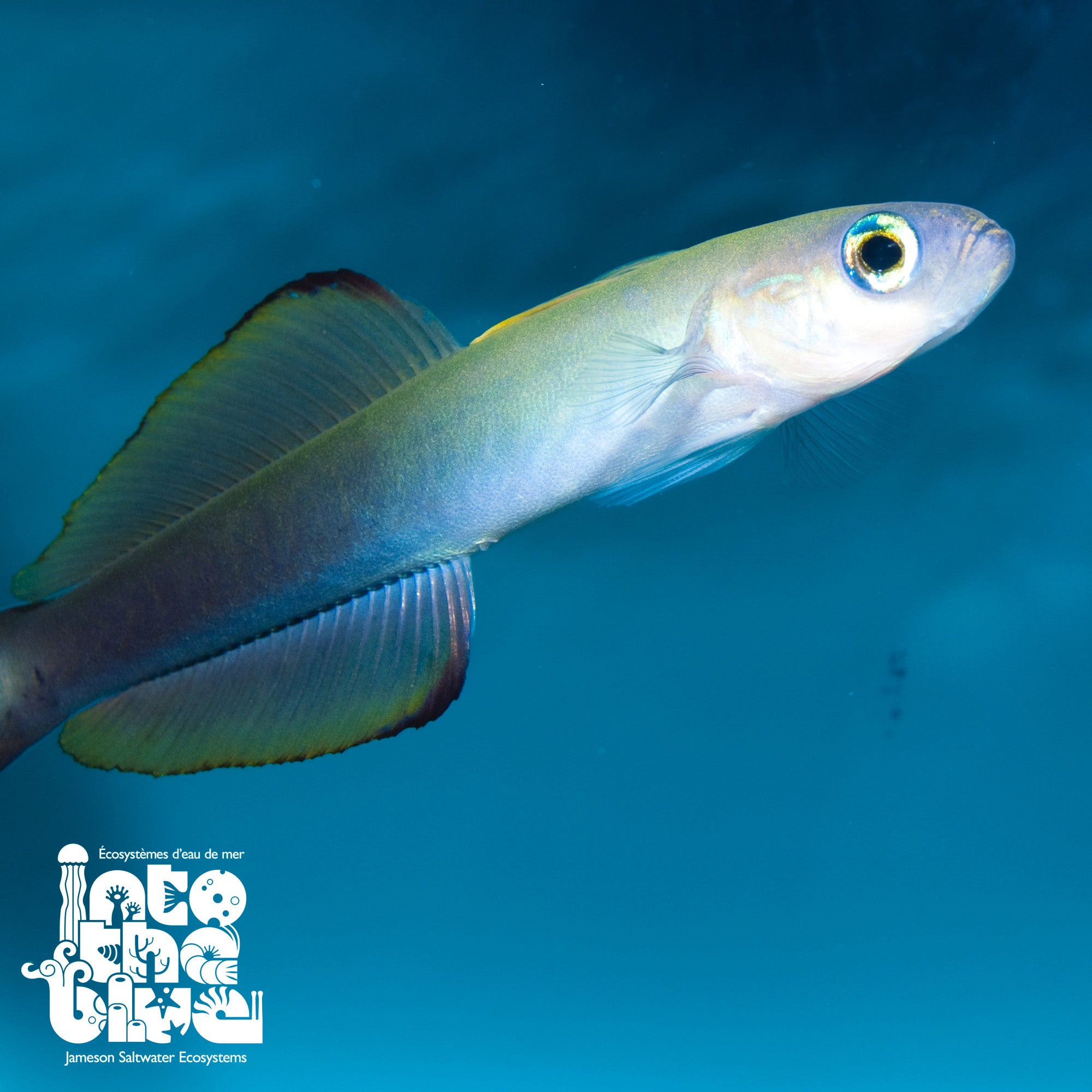 Scissortail Dartfish | Goby