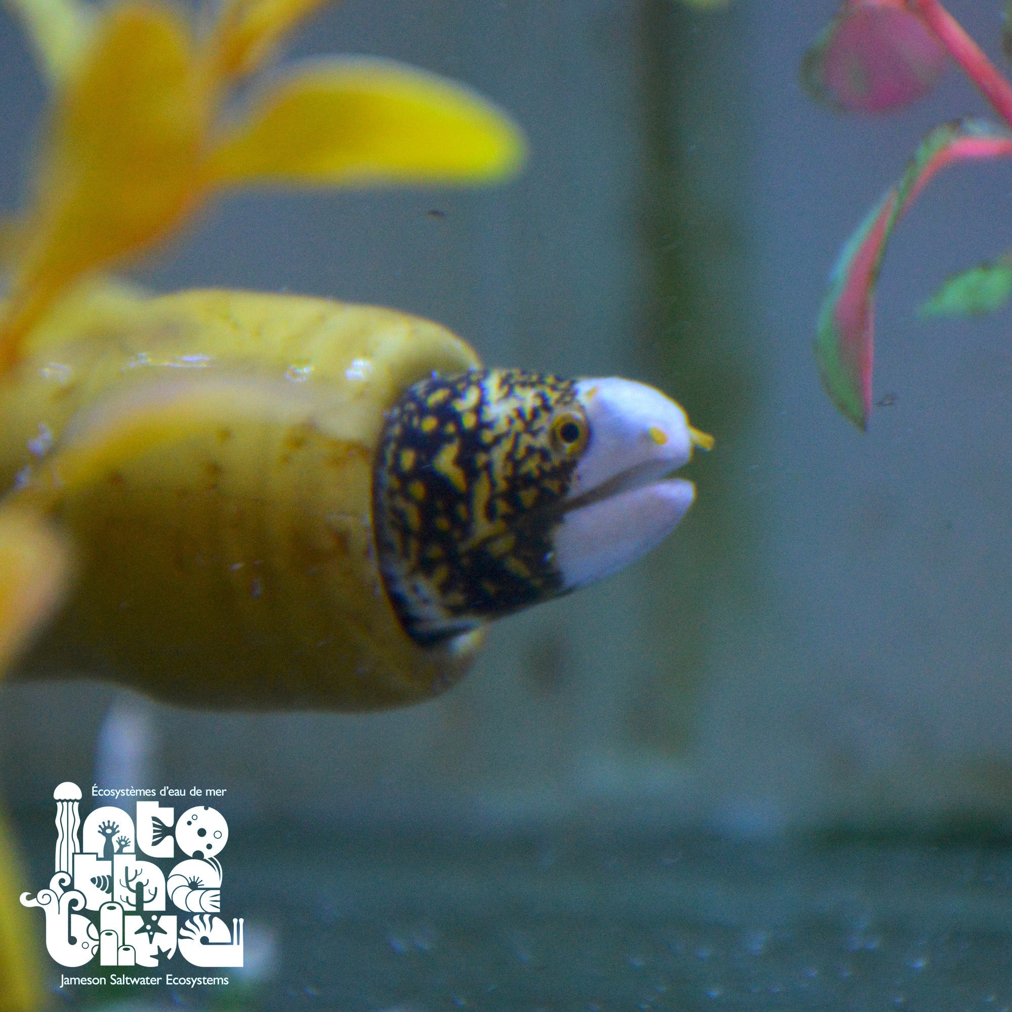 Snowflake Eel