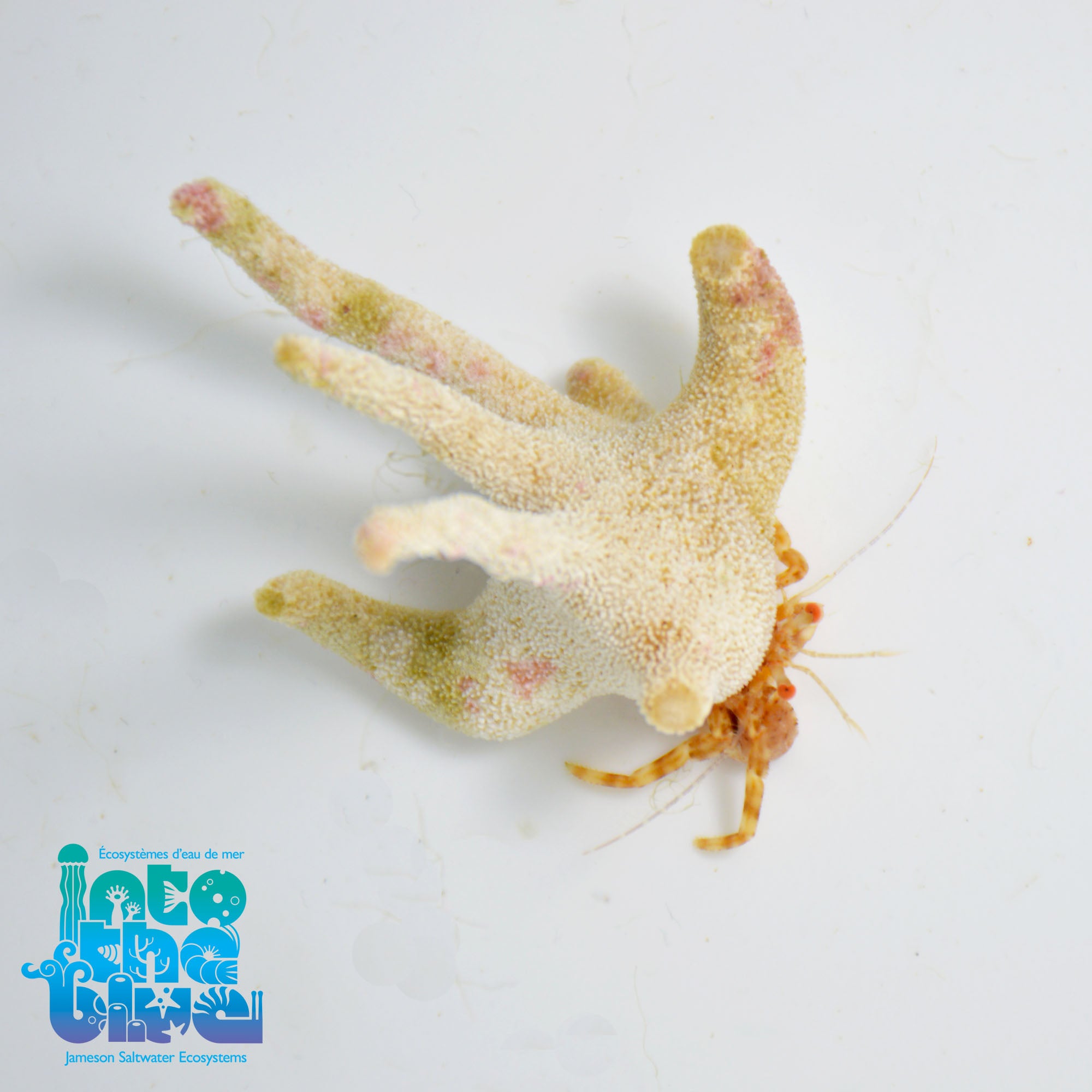 Staghorn Crab