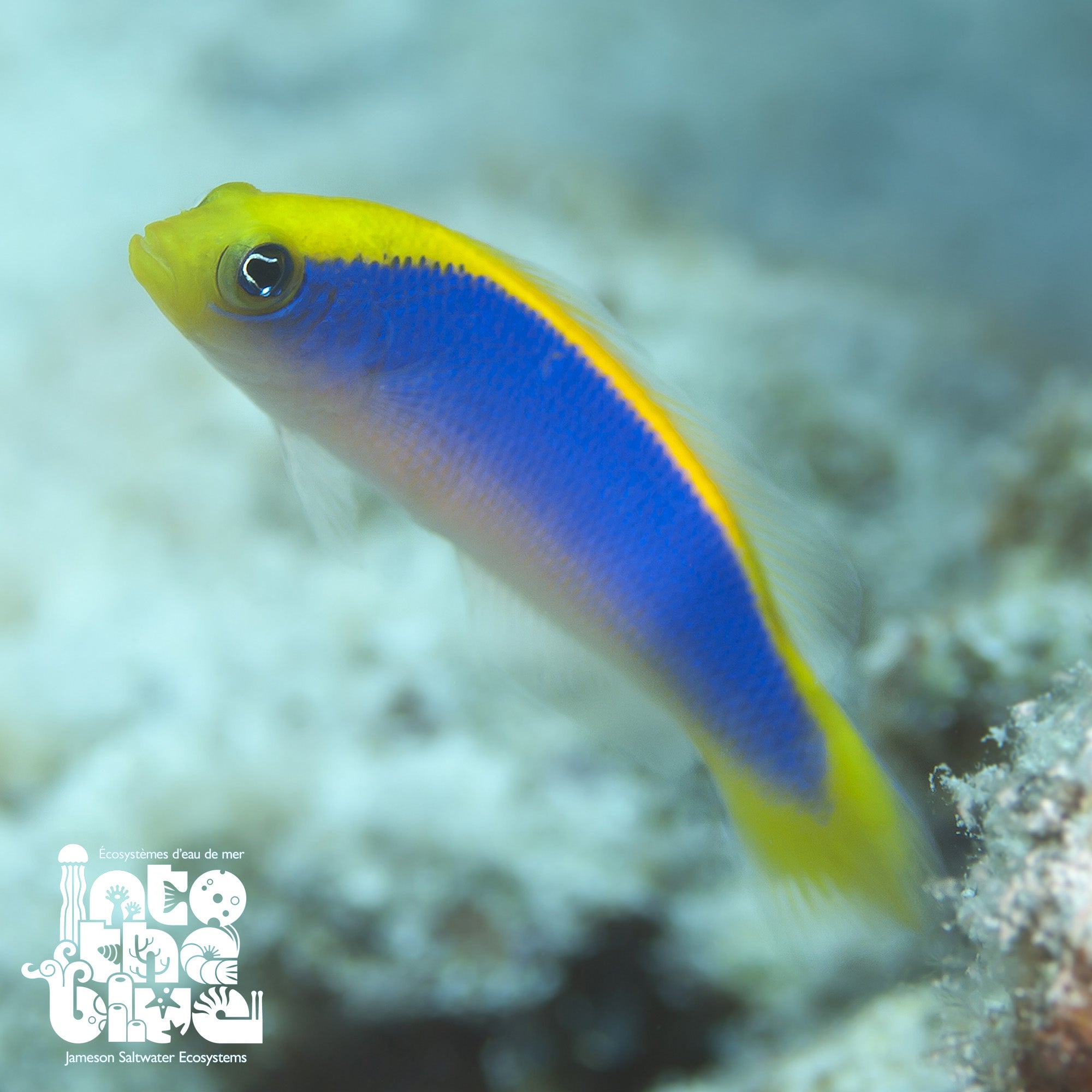 Sunrise Dottyback