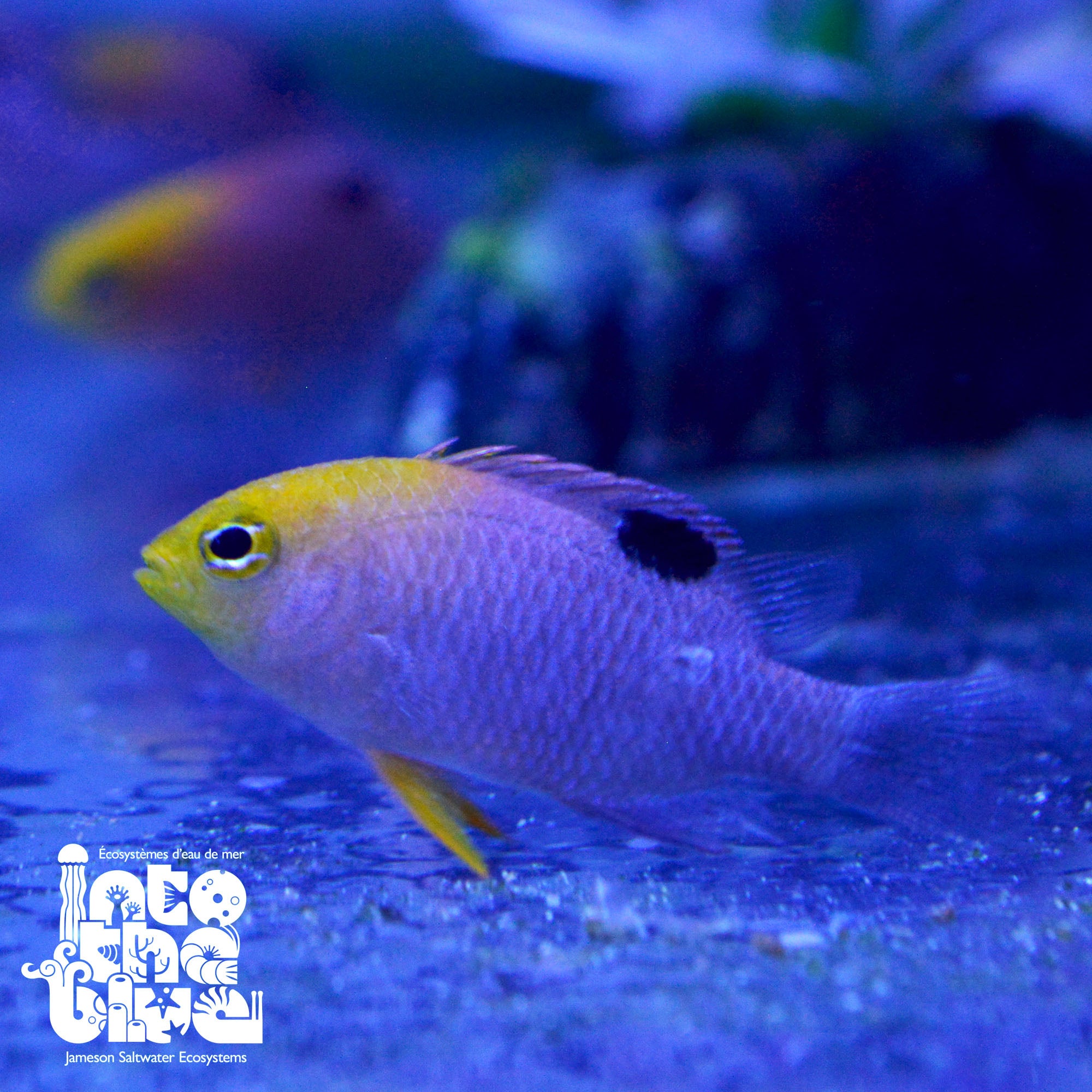 Talbot's Damselfish