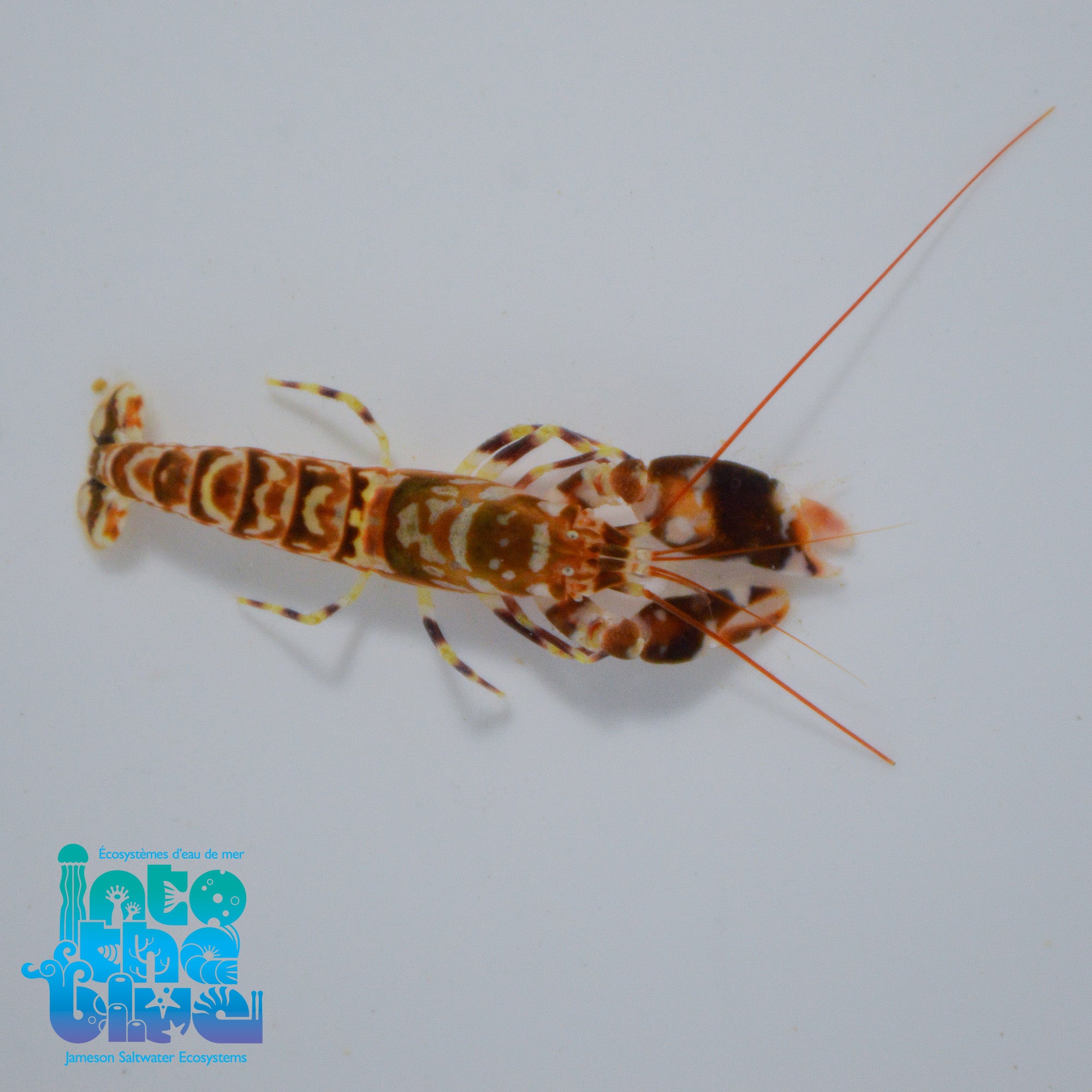 Tiger Pistol Shrimp