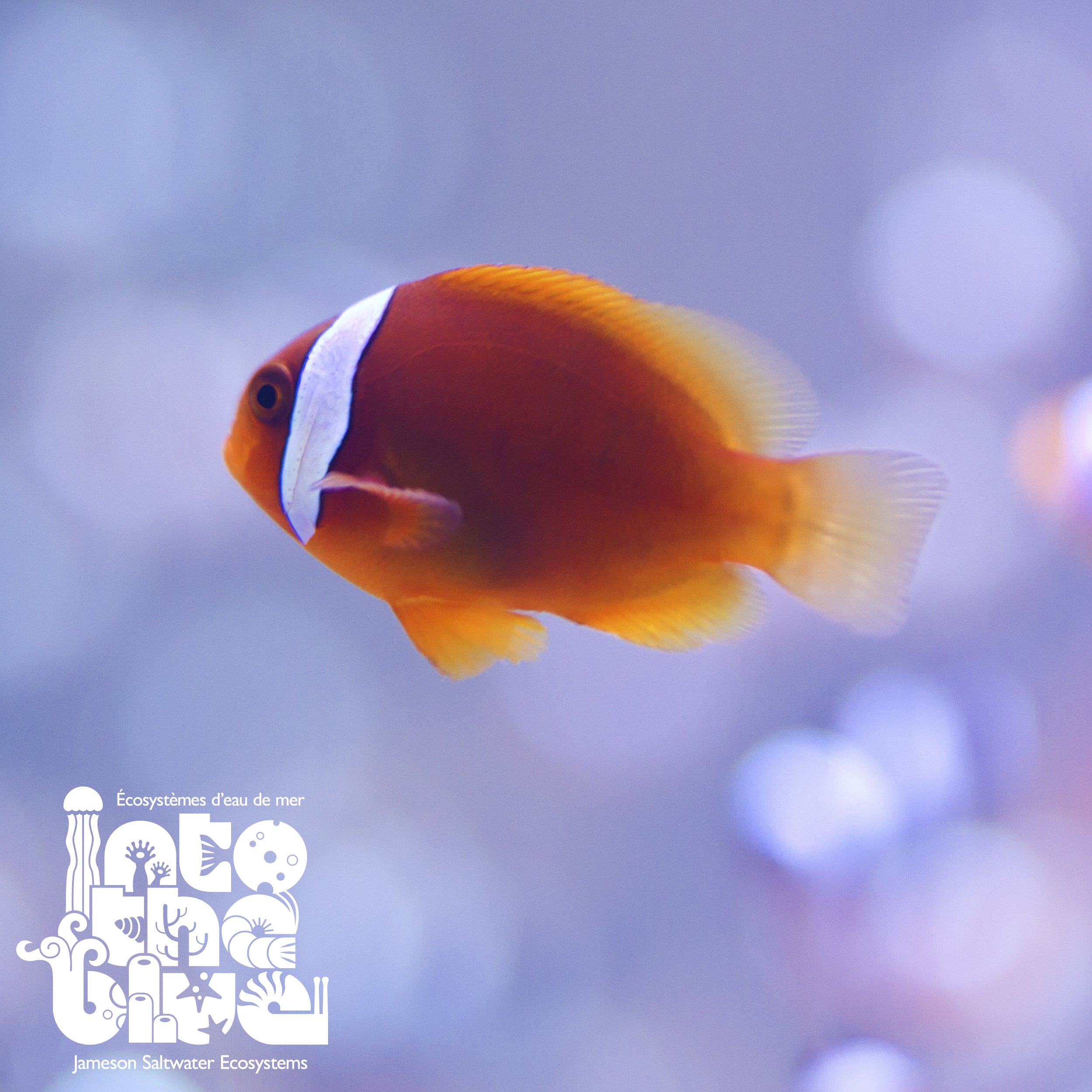 Tomato Clownfish