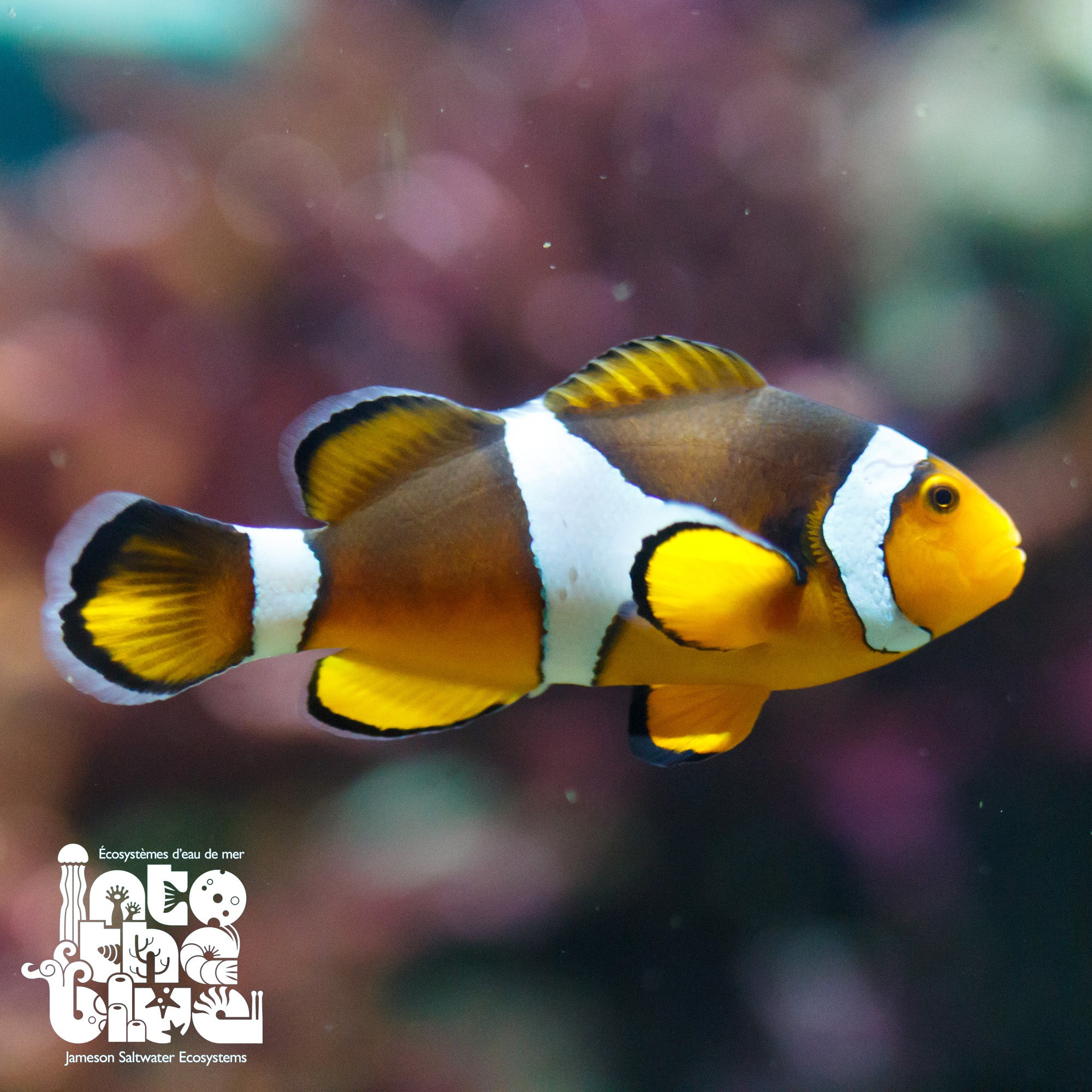 True Percula Clownfish