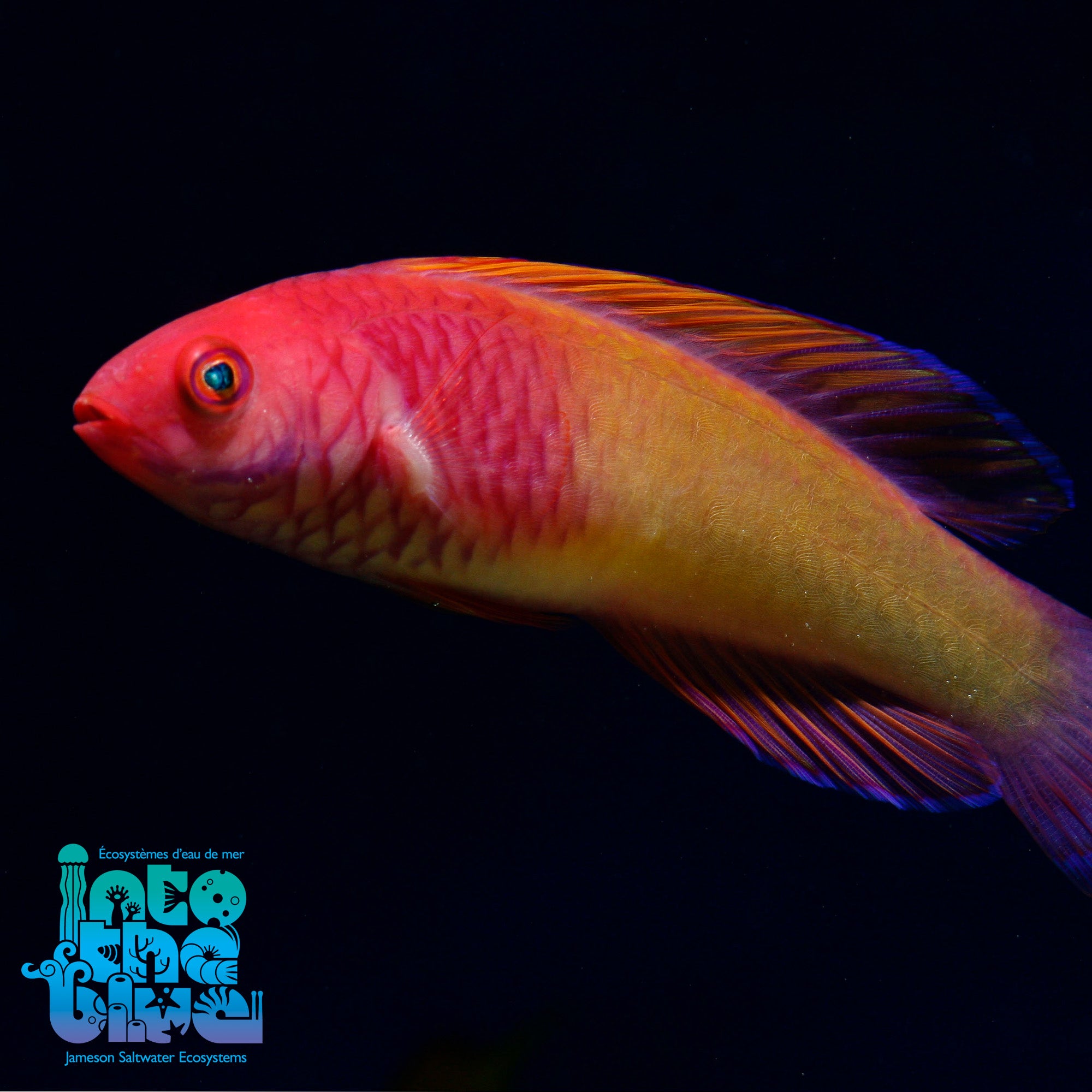 Velvet Wrasse