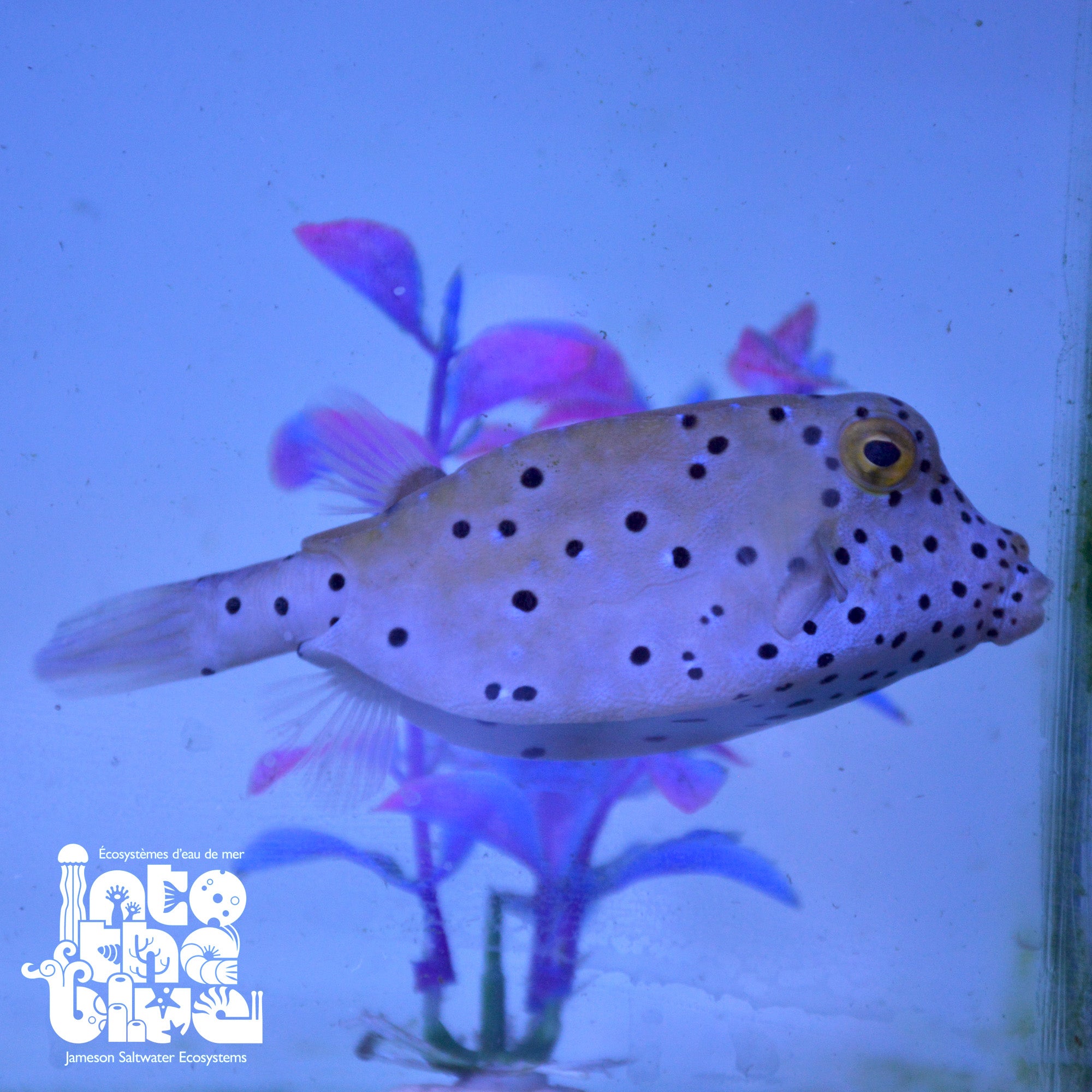 Yellow Boxfish