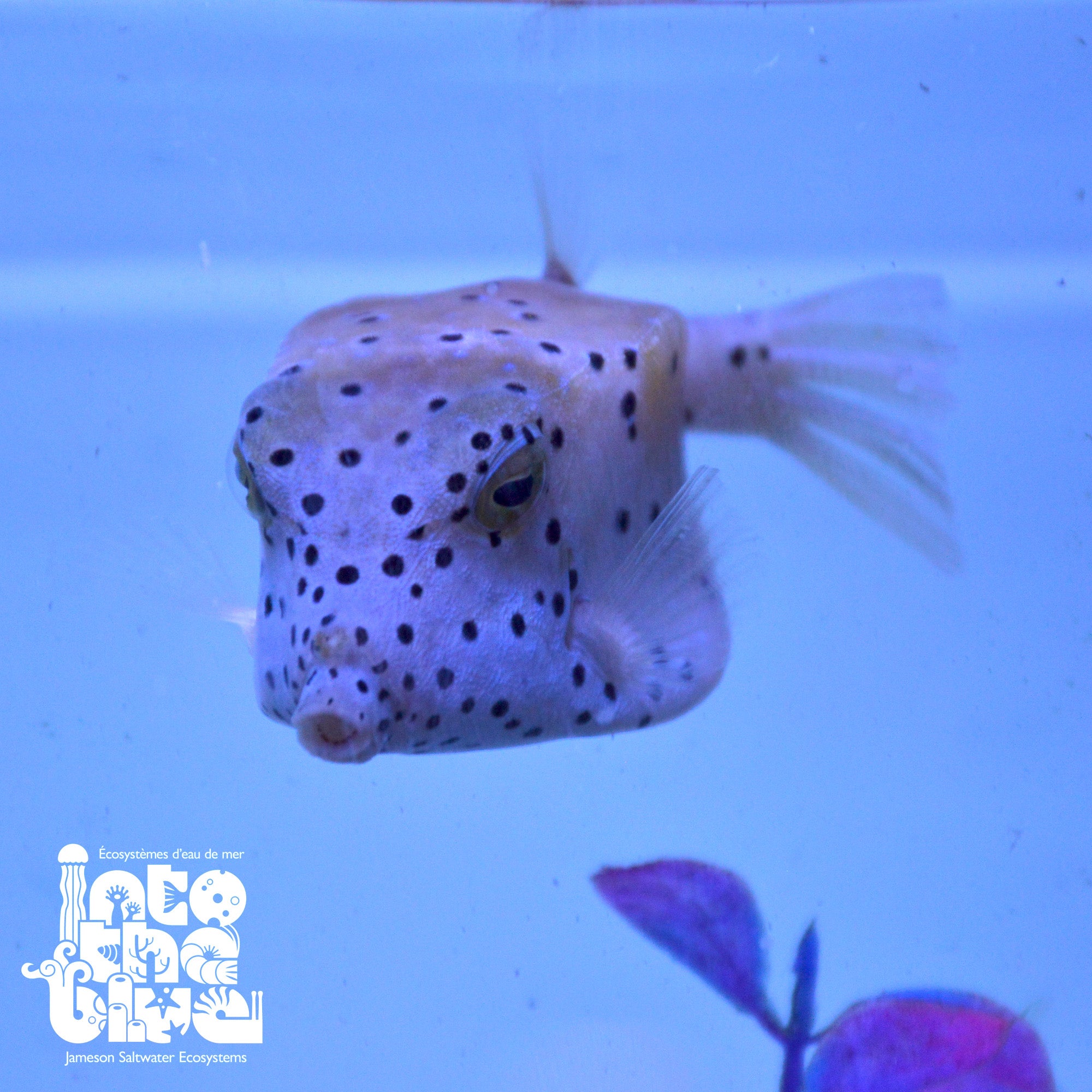 Yellow Boxfish