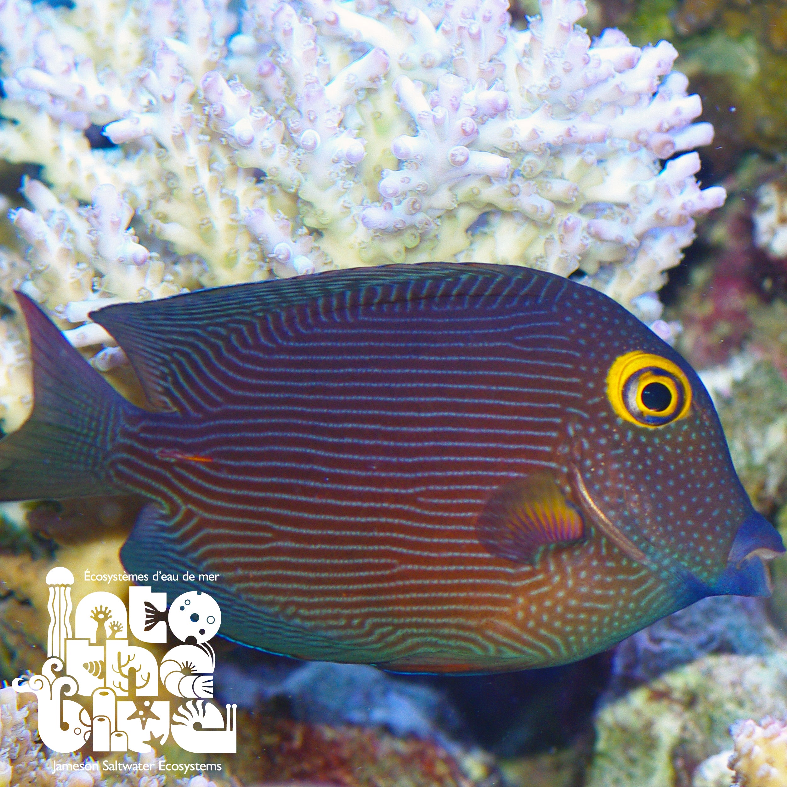Yellow Eye Kole Tang
