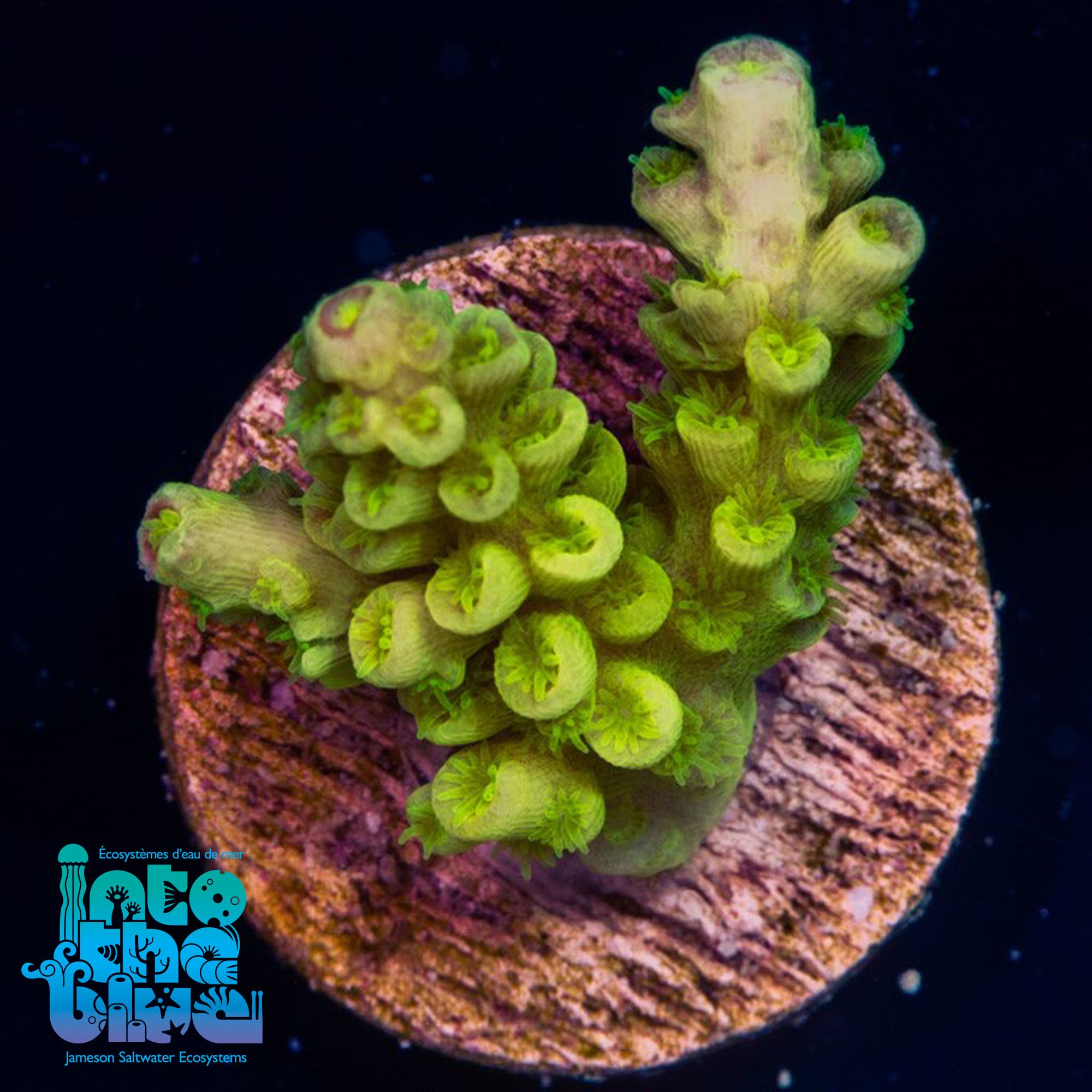 Aussi Yellow Tenius Frag