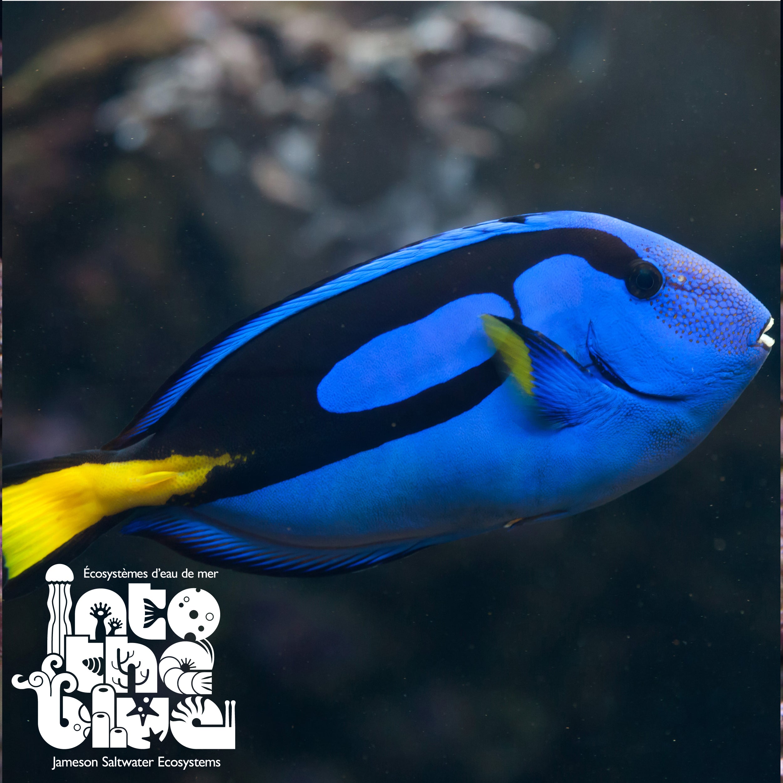 Blue Hippo Tang