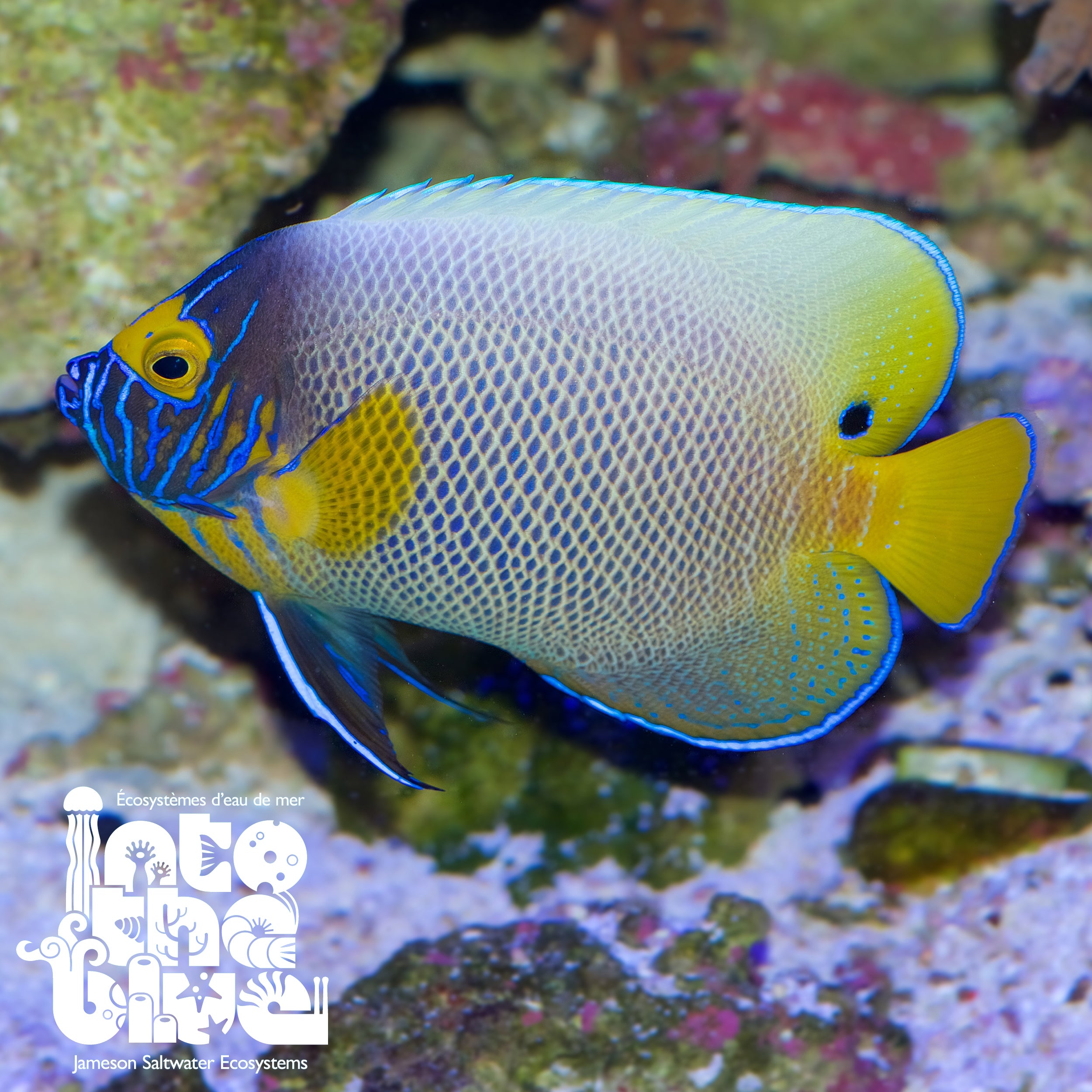 Blueface Angelfish