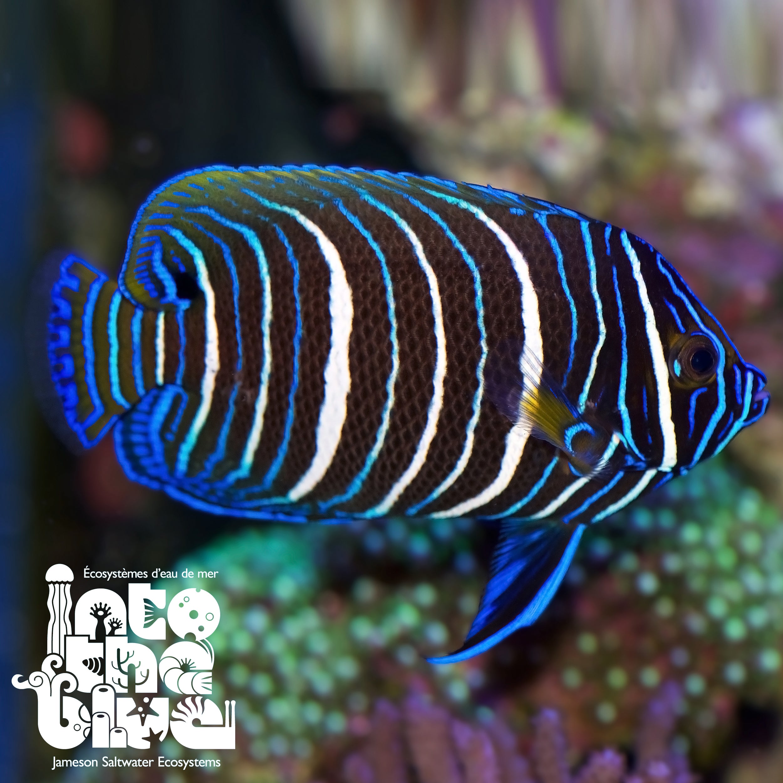 Blueface Angelfish