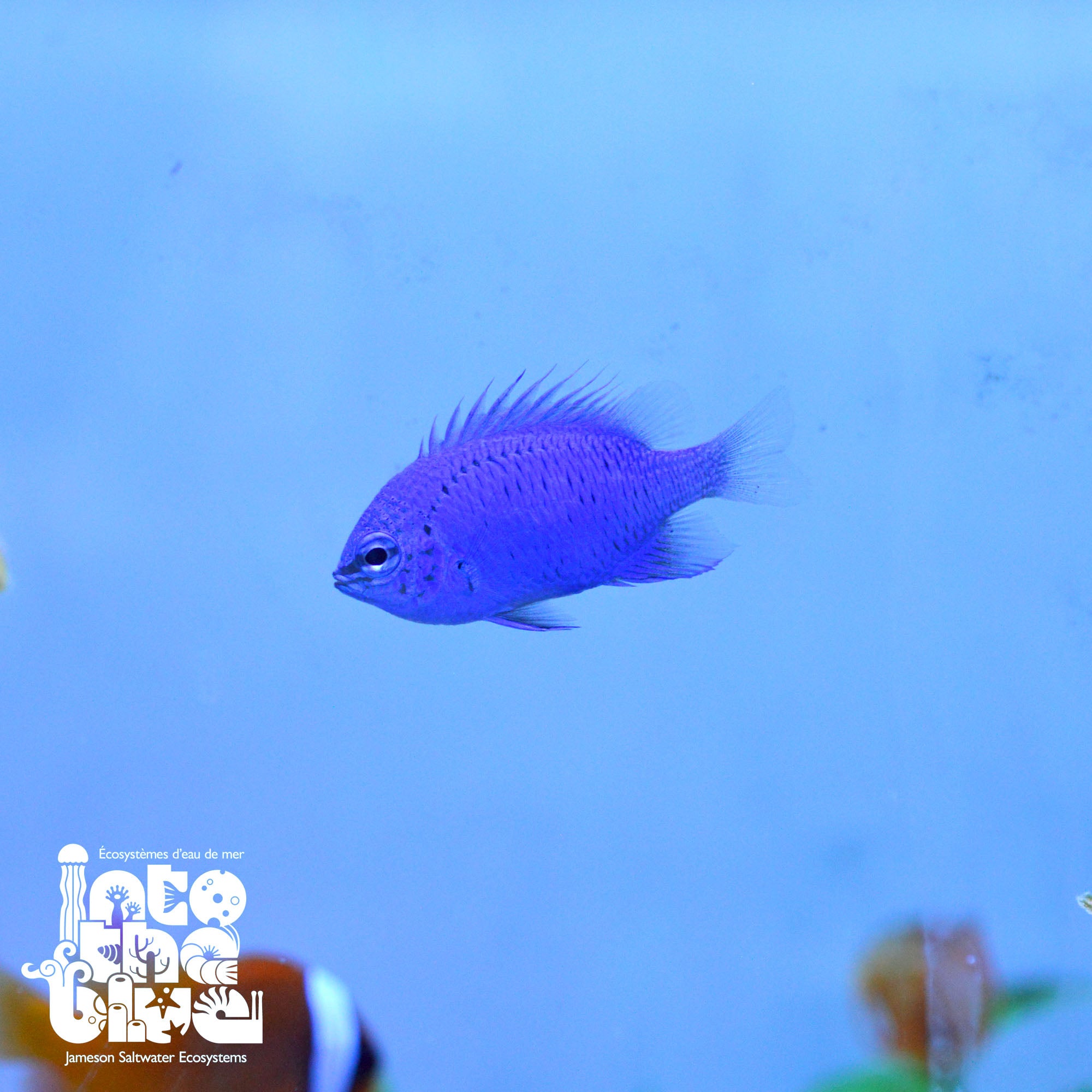 Springeri Damsel