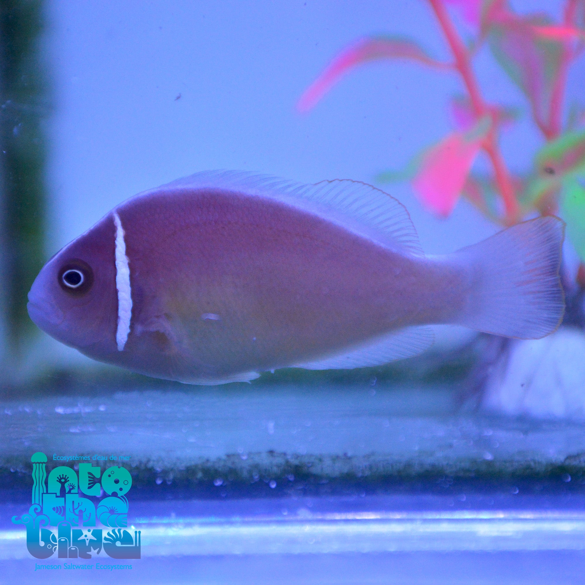 Fiji Pink Skunk Clownfish