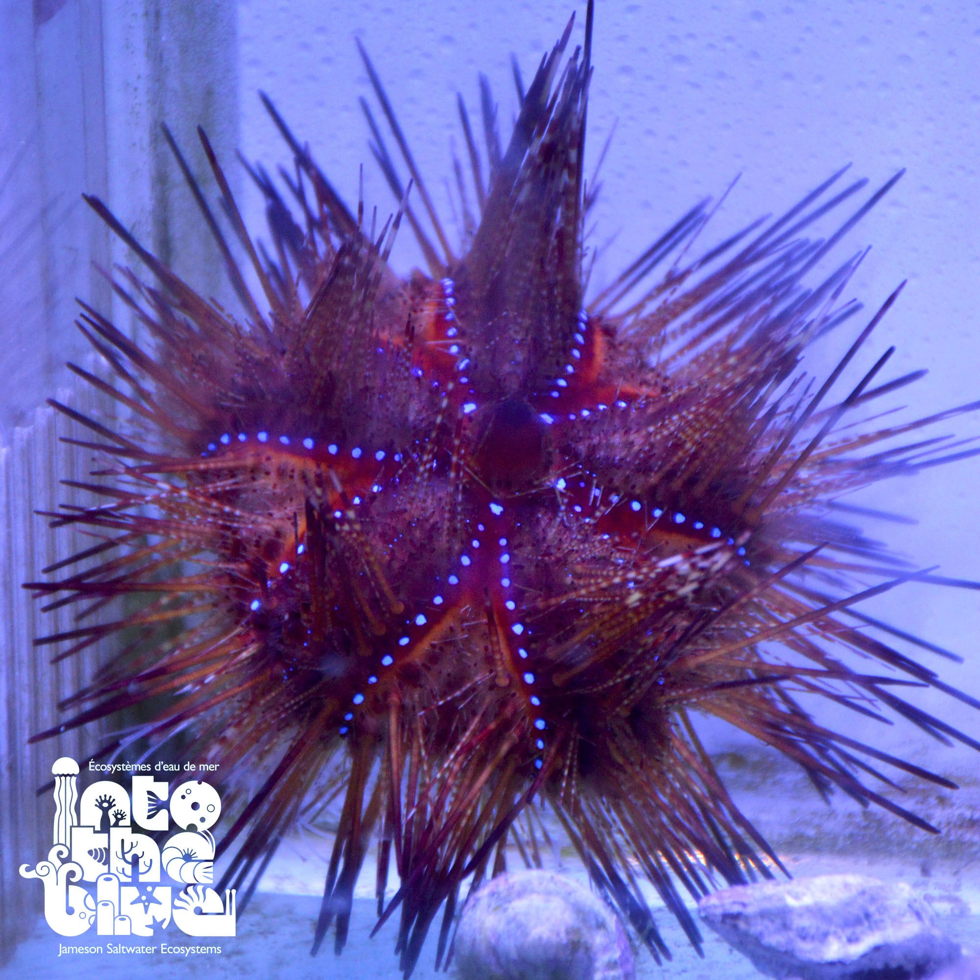 Fire Urchin