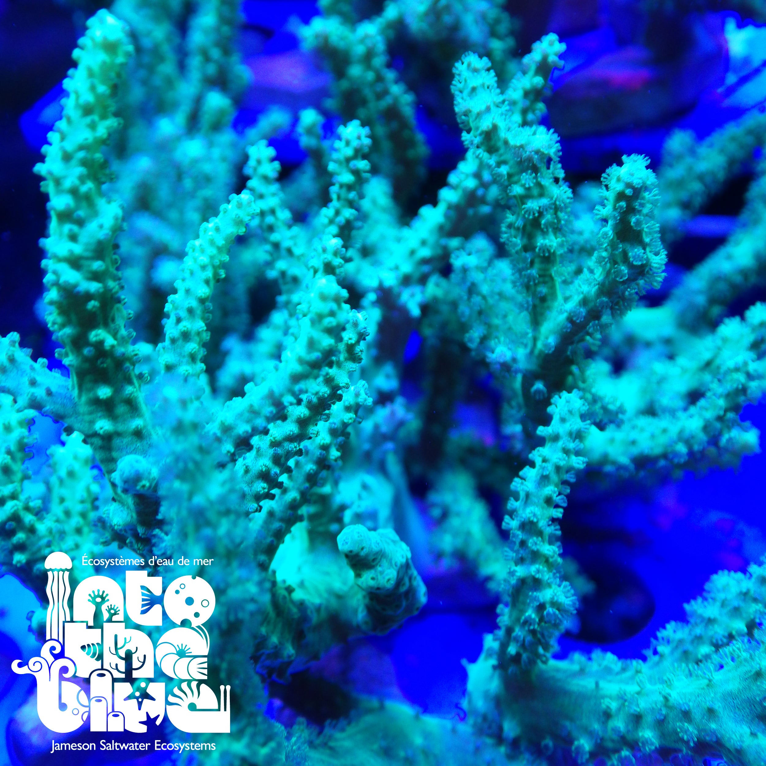 Ultra Green Leather Frag(*RARE*)