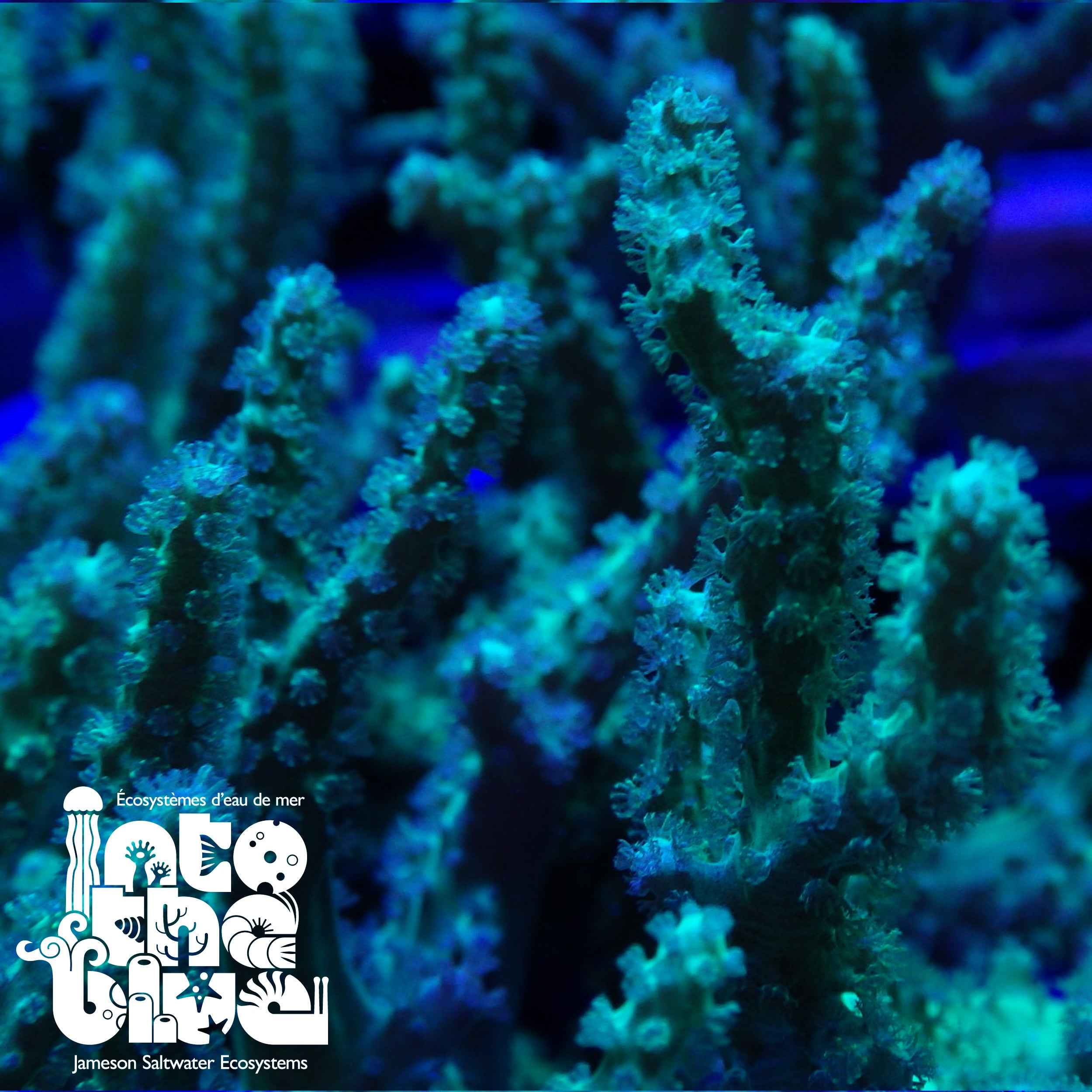 Ultra Green Leather Frag(*RARE*)