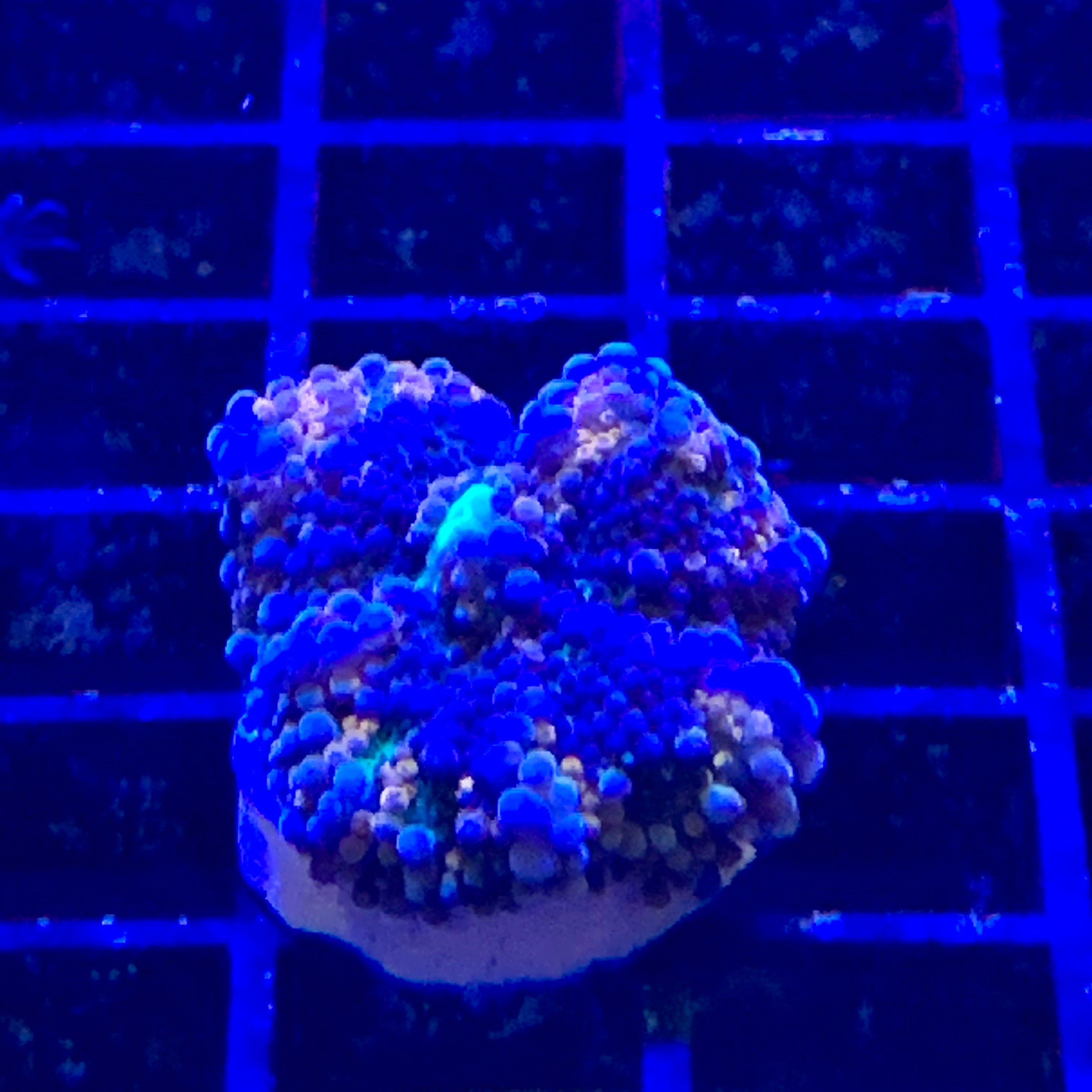 Lava red and blue Ricordea yuma