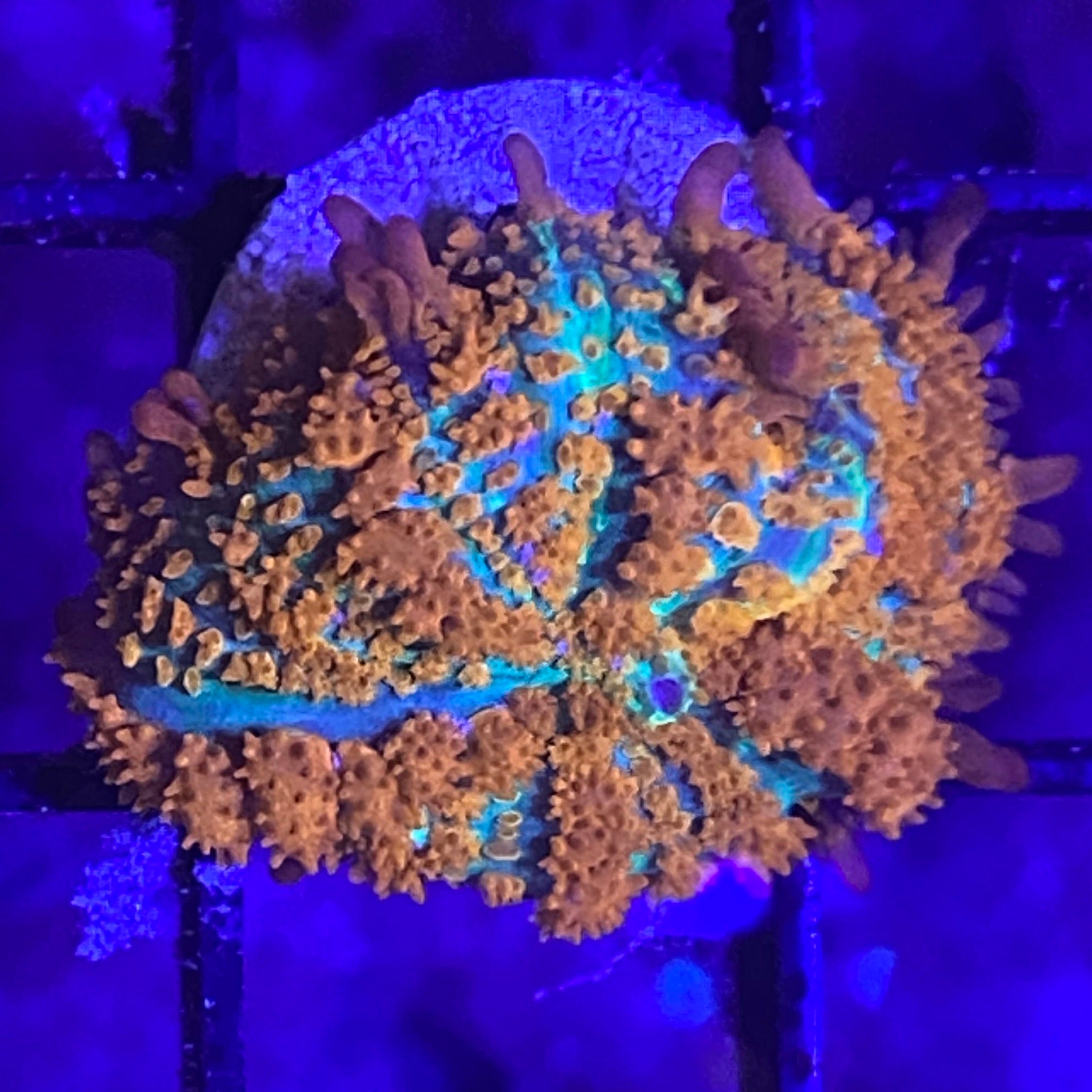 Red Devil Bouncing Mushroom