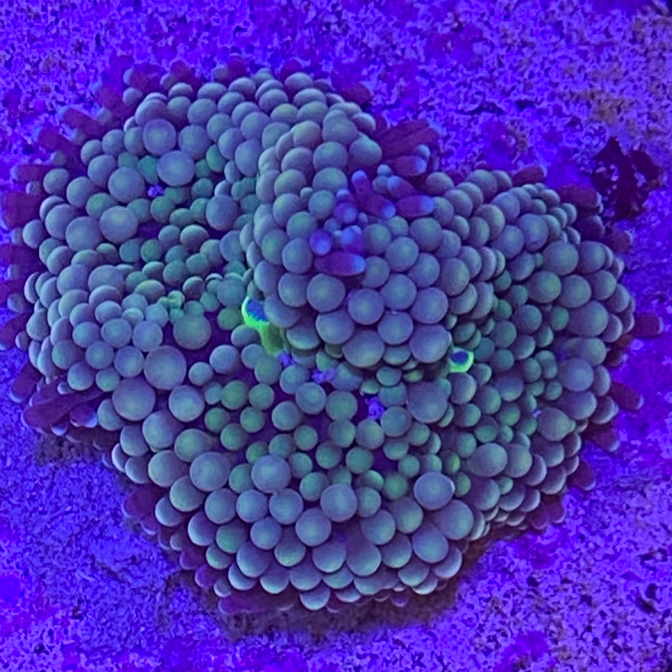 Green Yuma Richordia