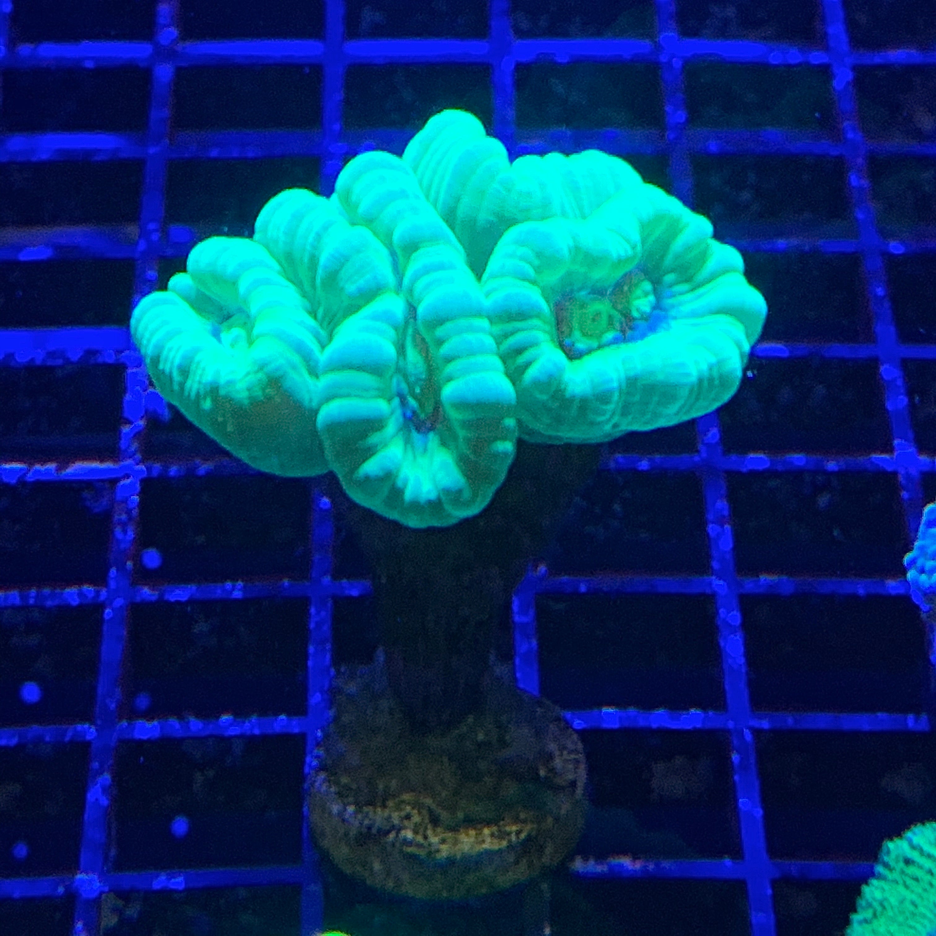 Kryptonite candy cane 2