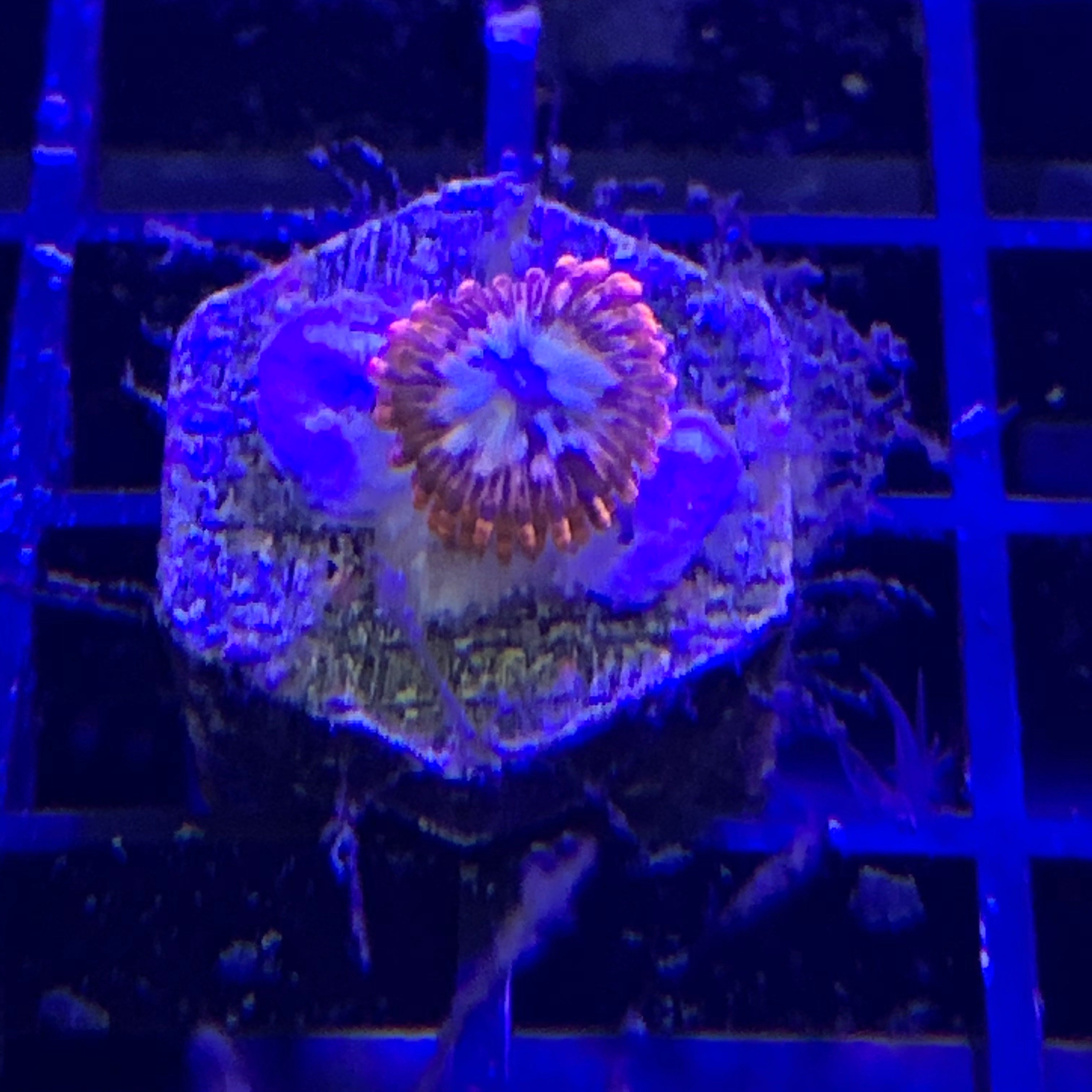 Utter chaos 1