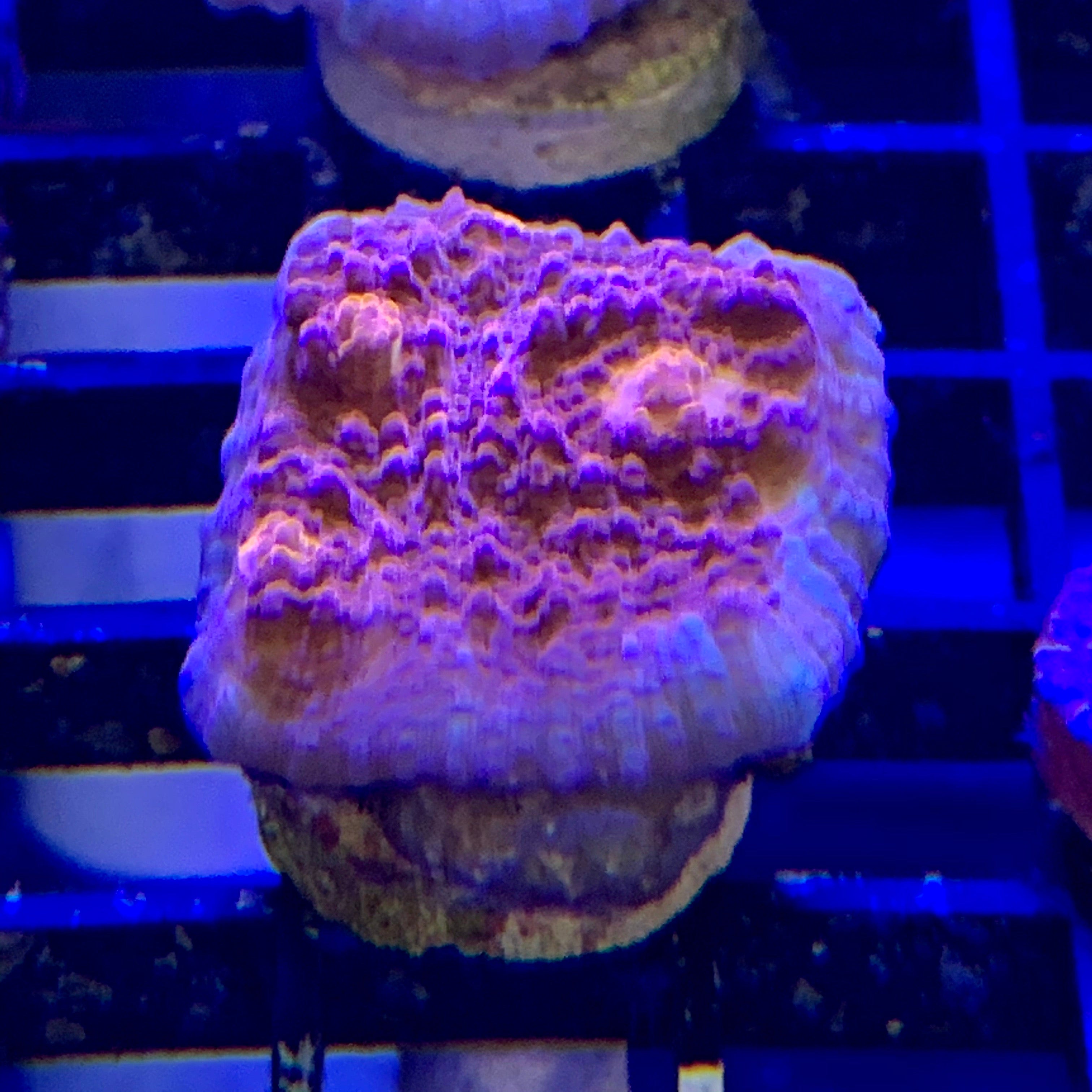 ITB life on Mars Chalice 1