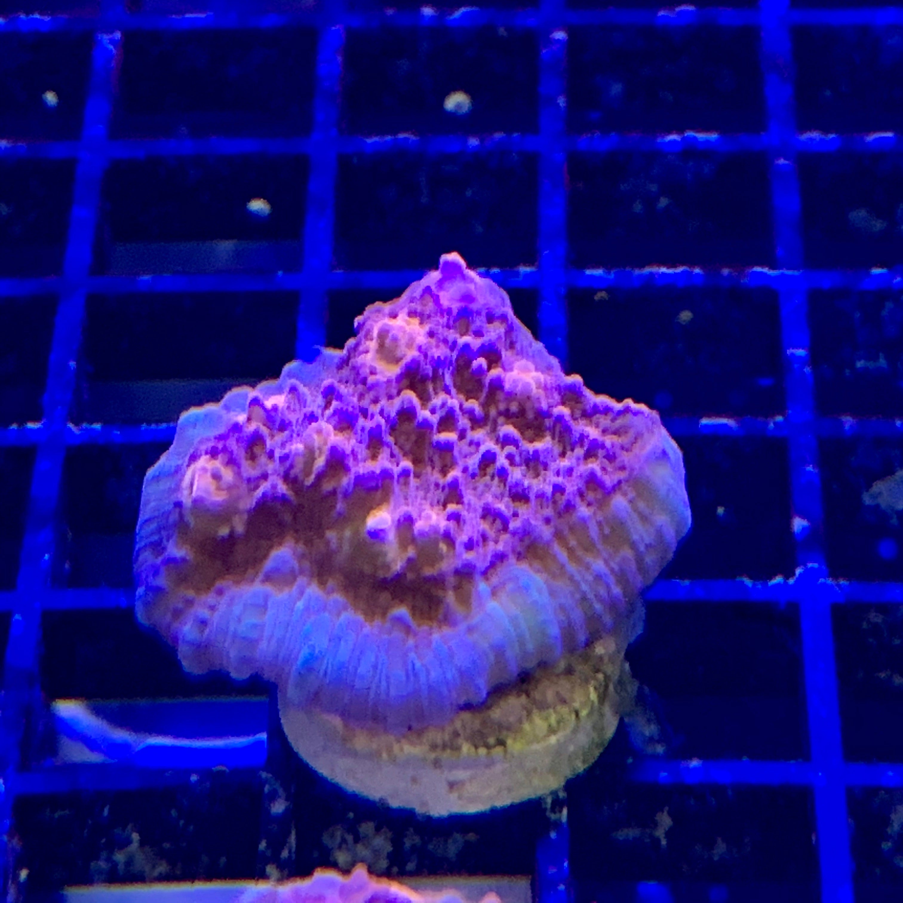 ITB life on Mars Chalice 2