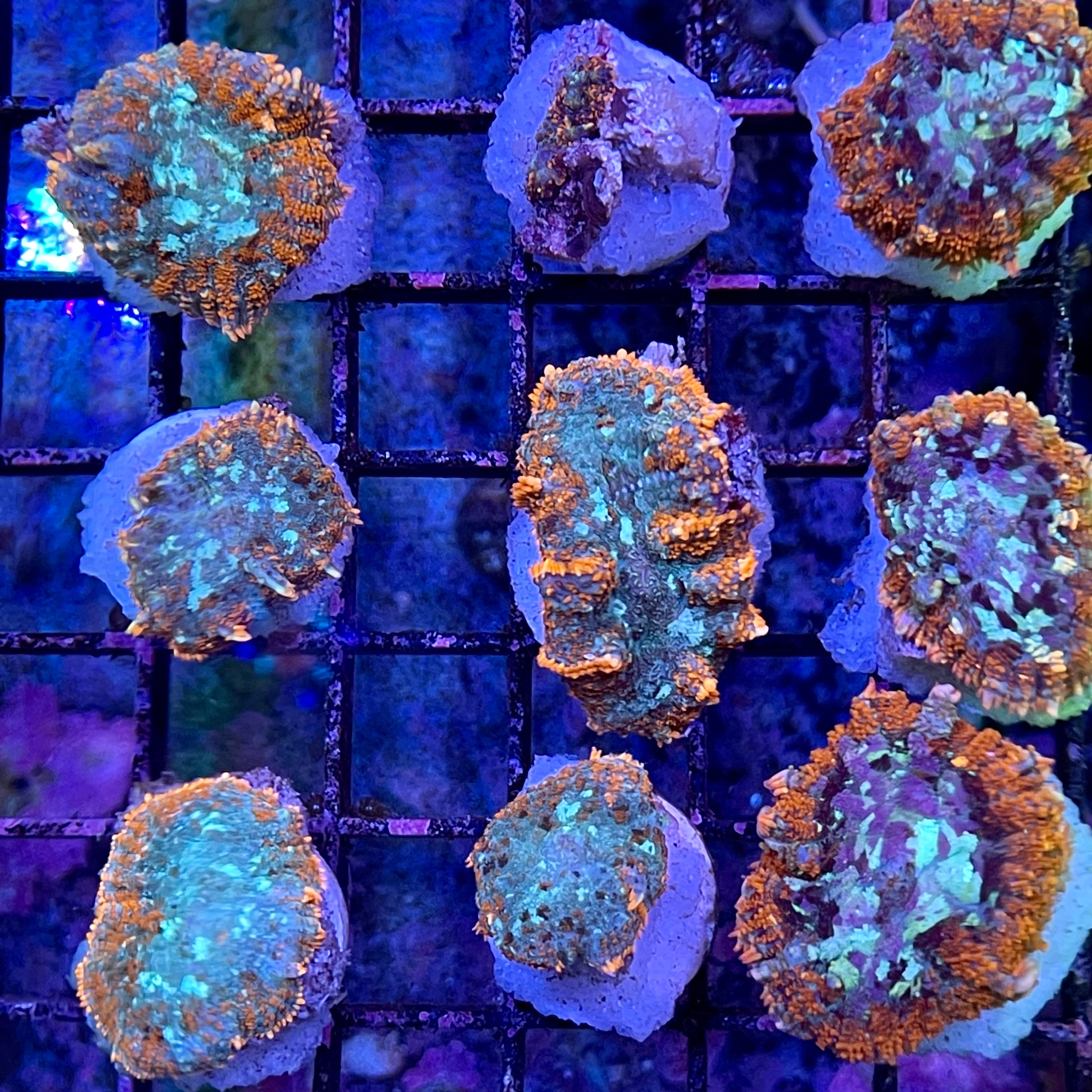 Tonga Bullseye Rhodactis - SALE