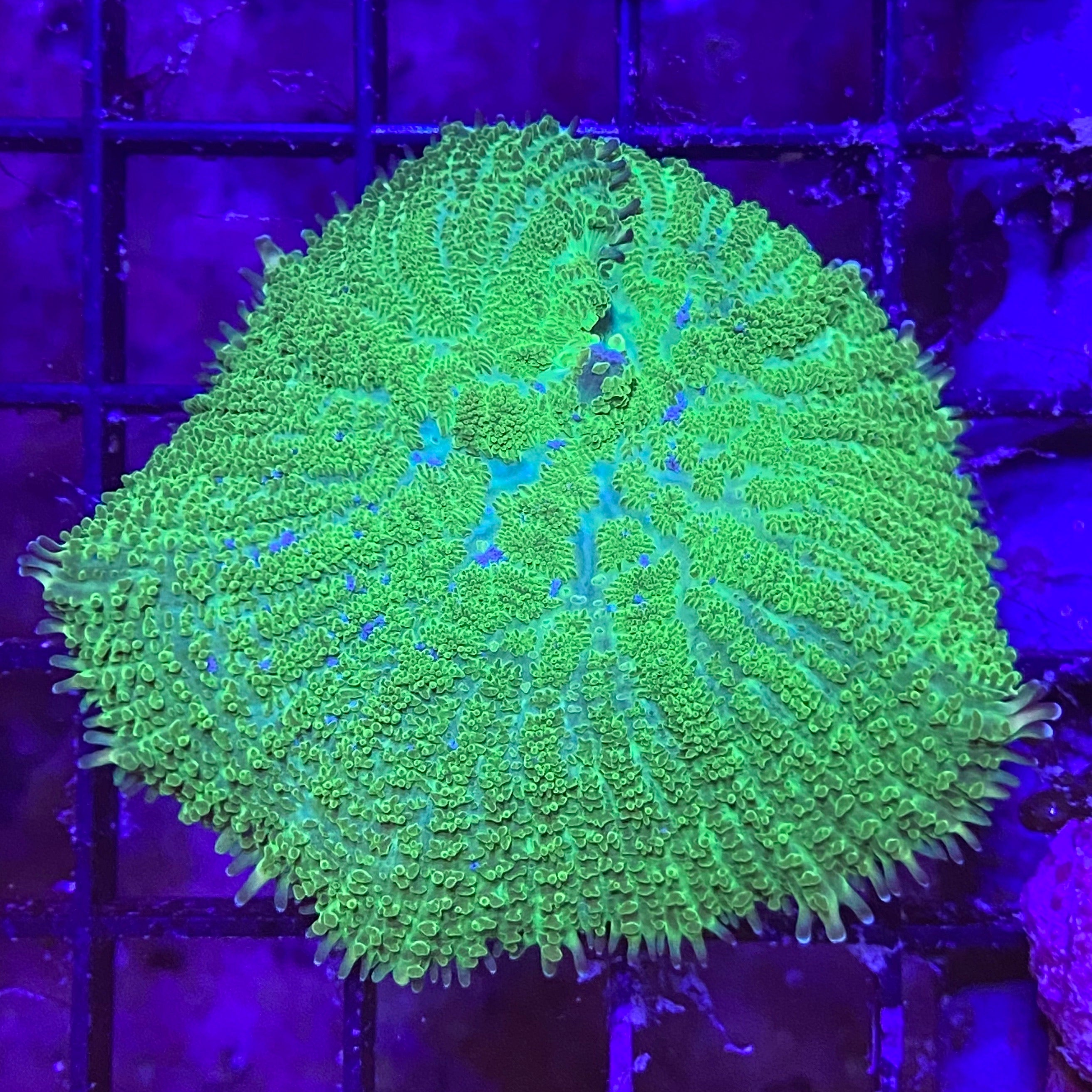 Green Furly Mushroom