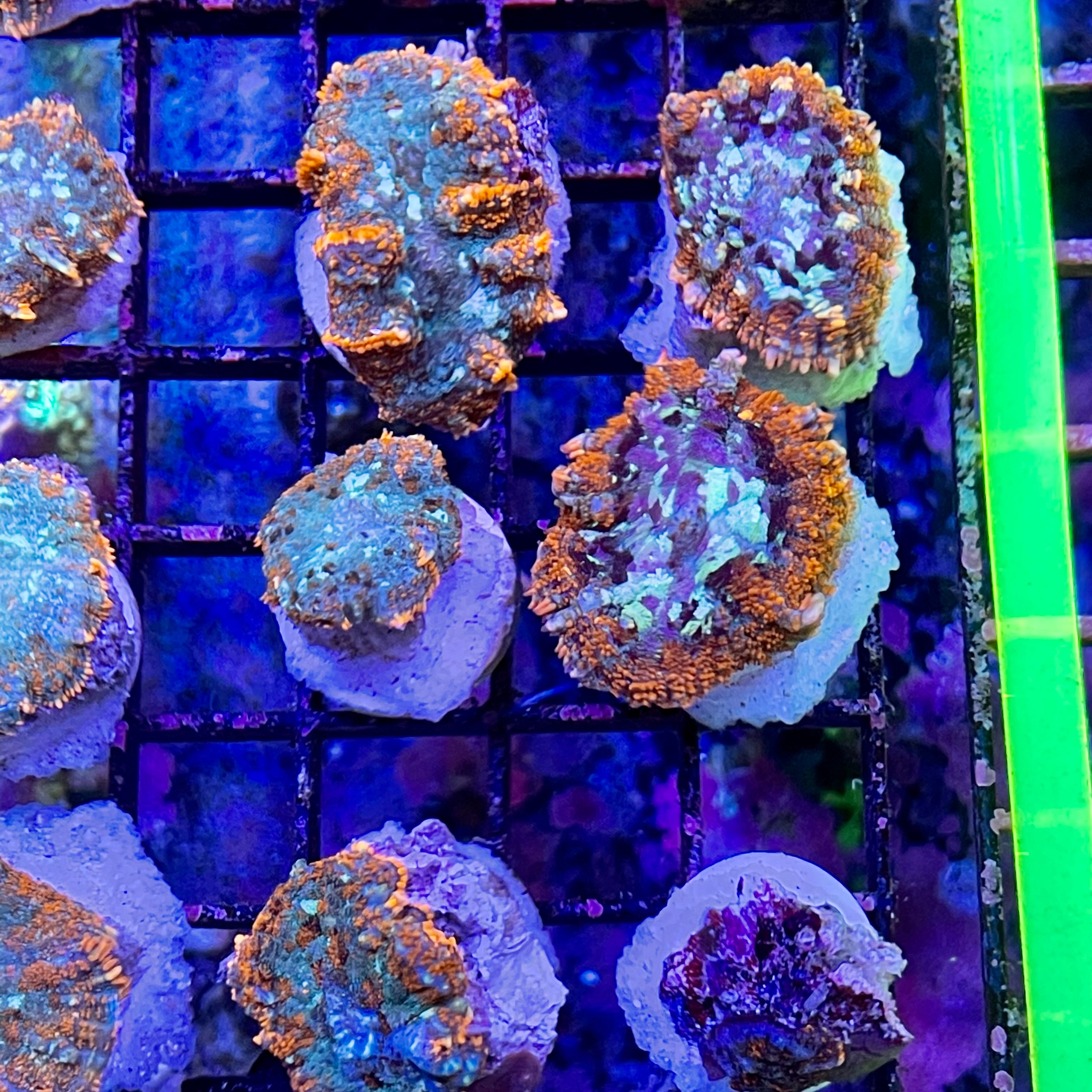 Tonga Bullseye Rhodactis - SALE