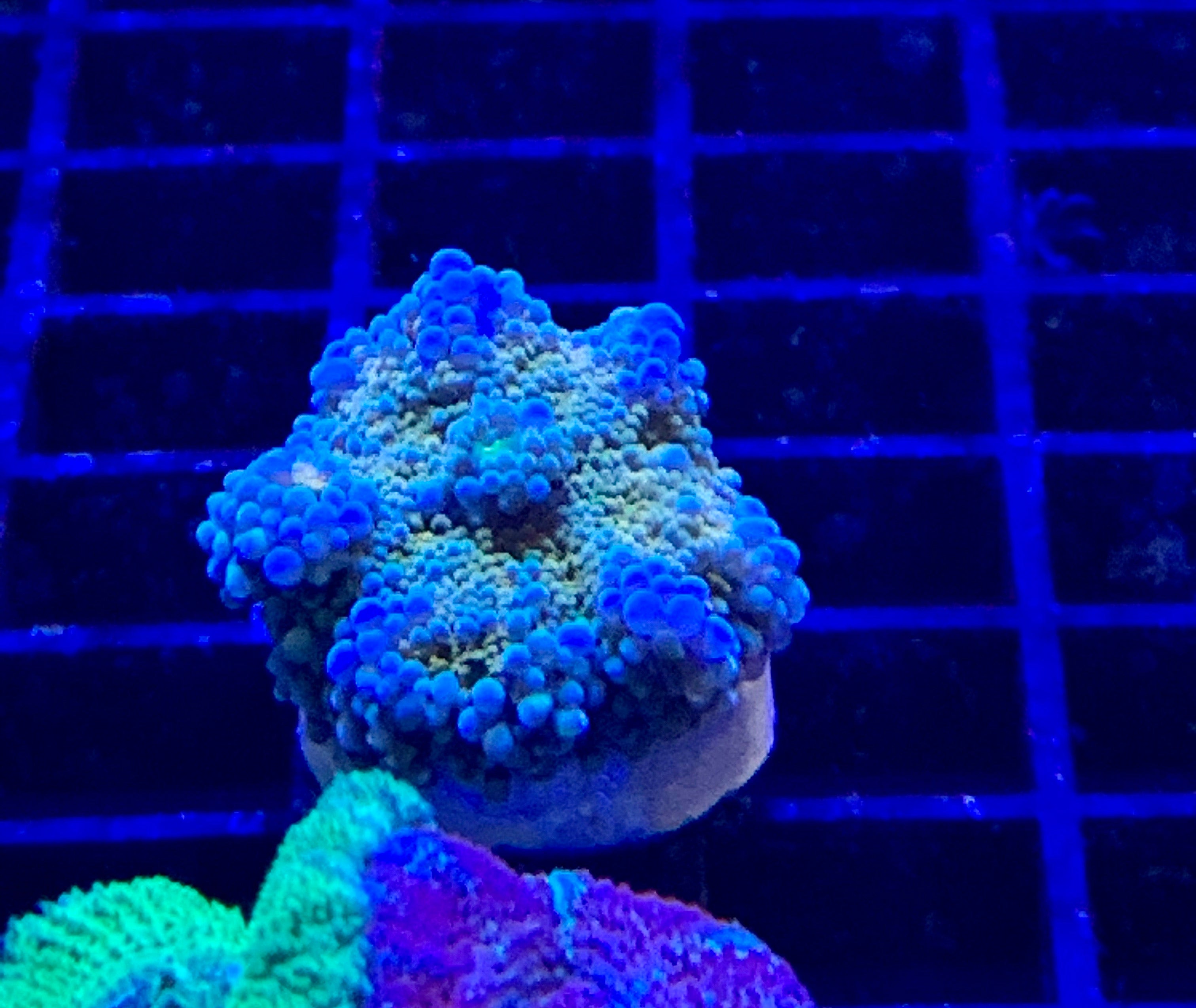 Neon orange and blue Ricordea yuma