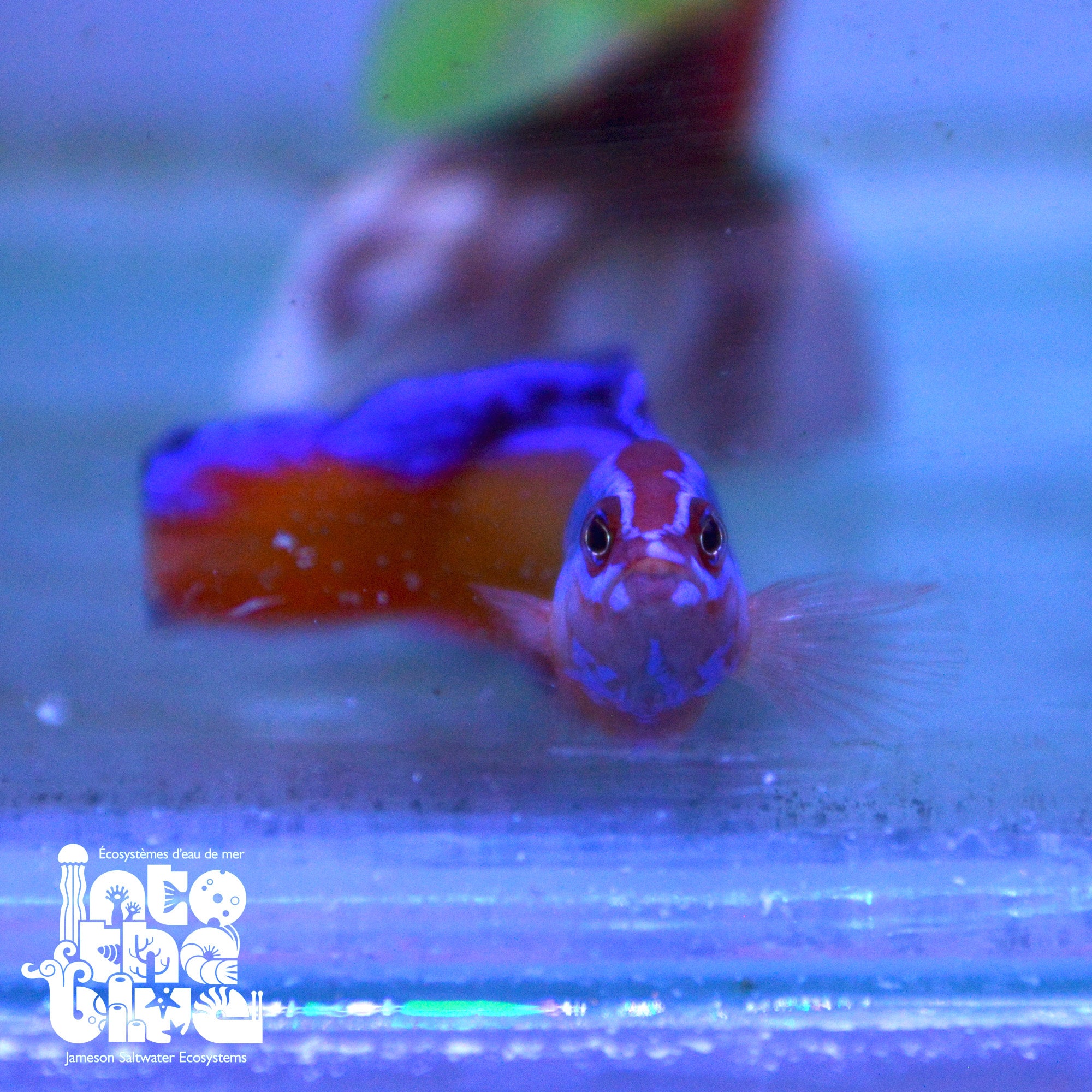 Neon Dottyback