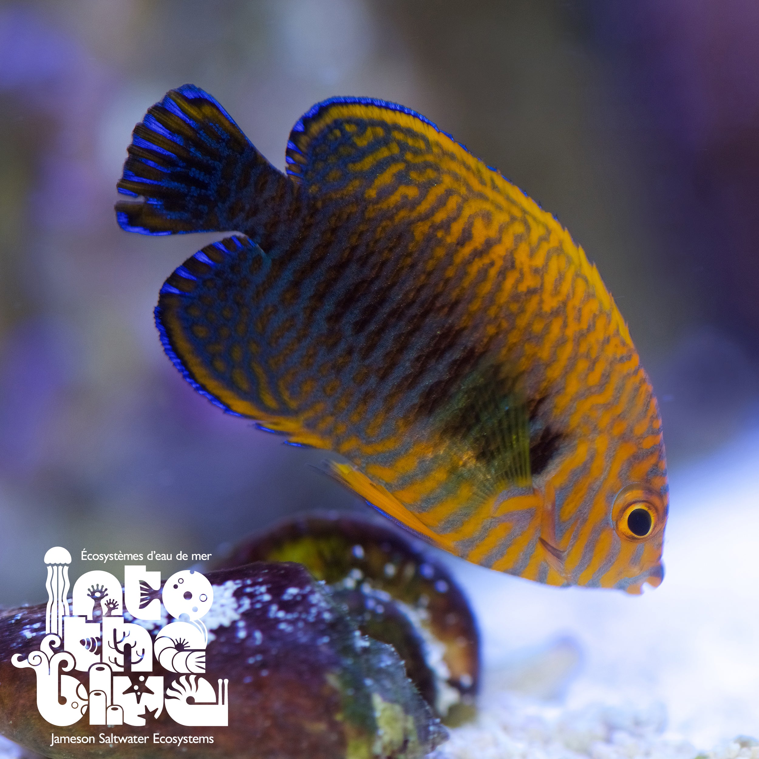 Potters Angelfish