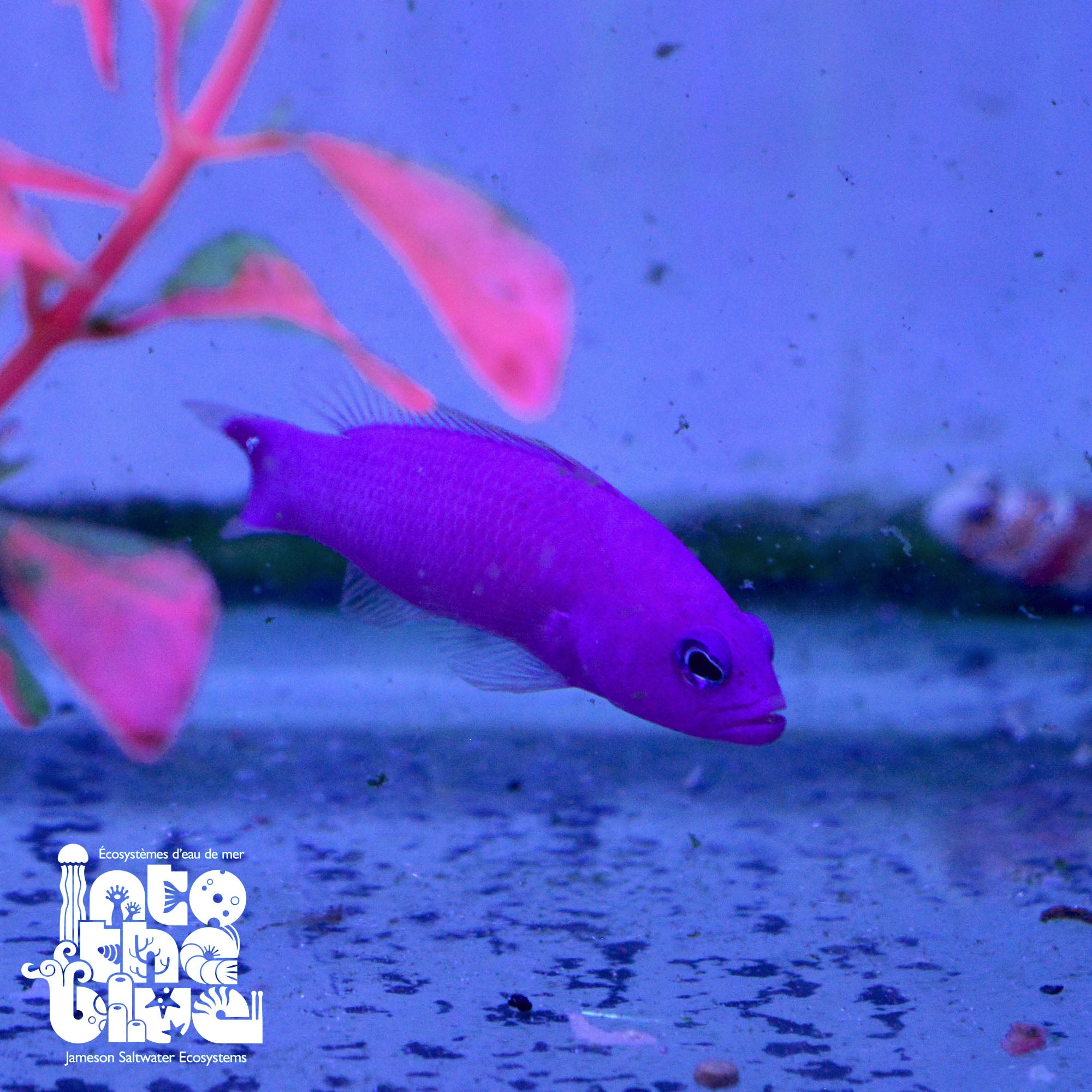 Purple Dottyback | Strawberry Dottyback