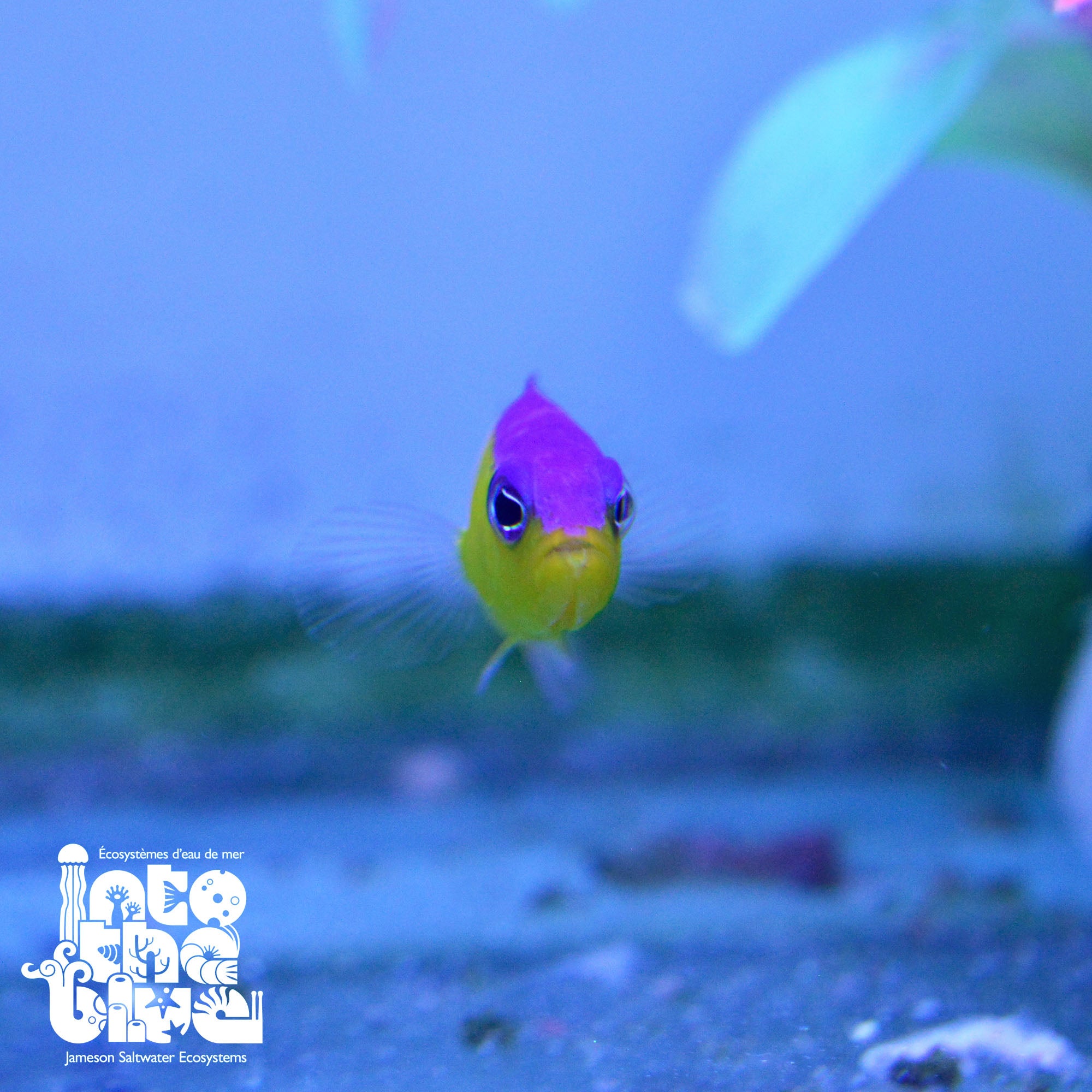 Purple Stripe Dottyback