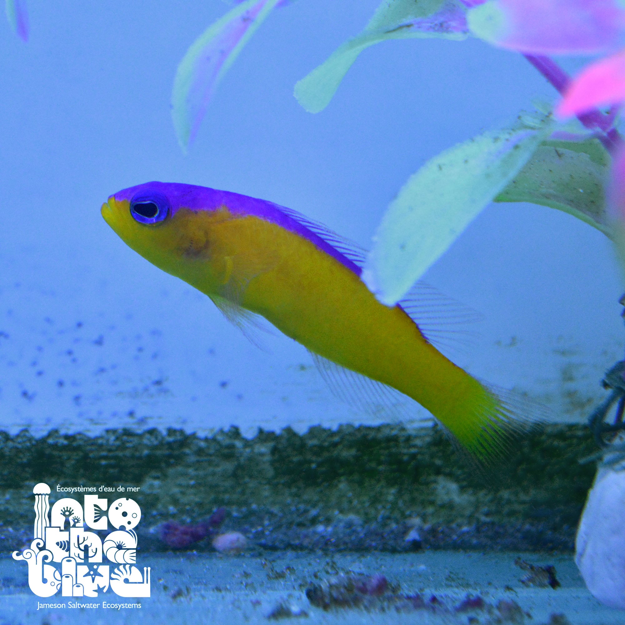 Purple Stripe Dottyback